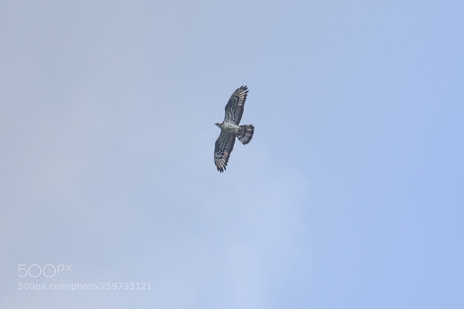 Canon EOS 6D Mark II sample photo. Oh fly photography