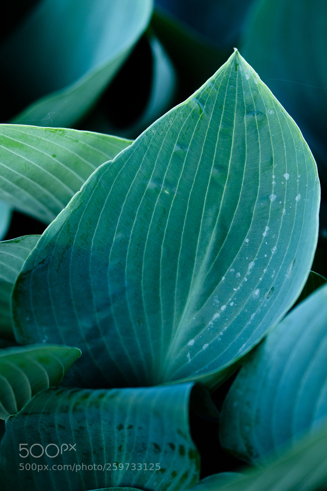 Nikon D5500 sample photo. Hosta "halcyon" photography