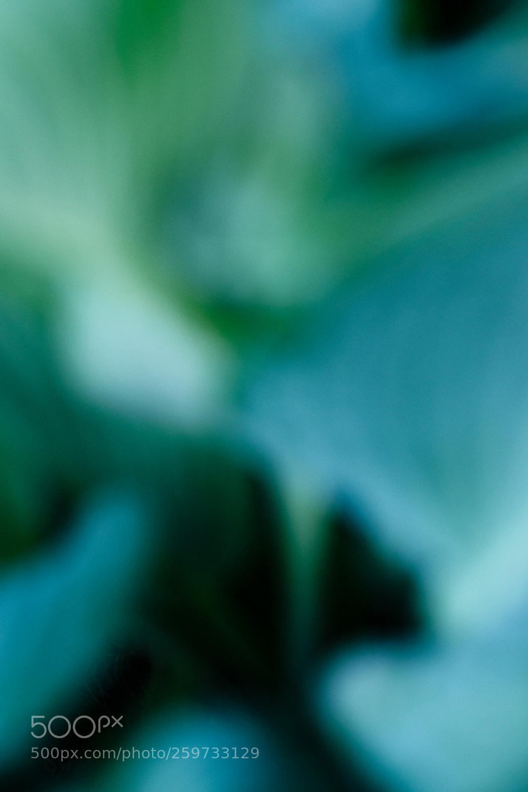 Nikon D5500 sample photo. Hosta "halcyon" photography
