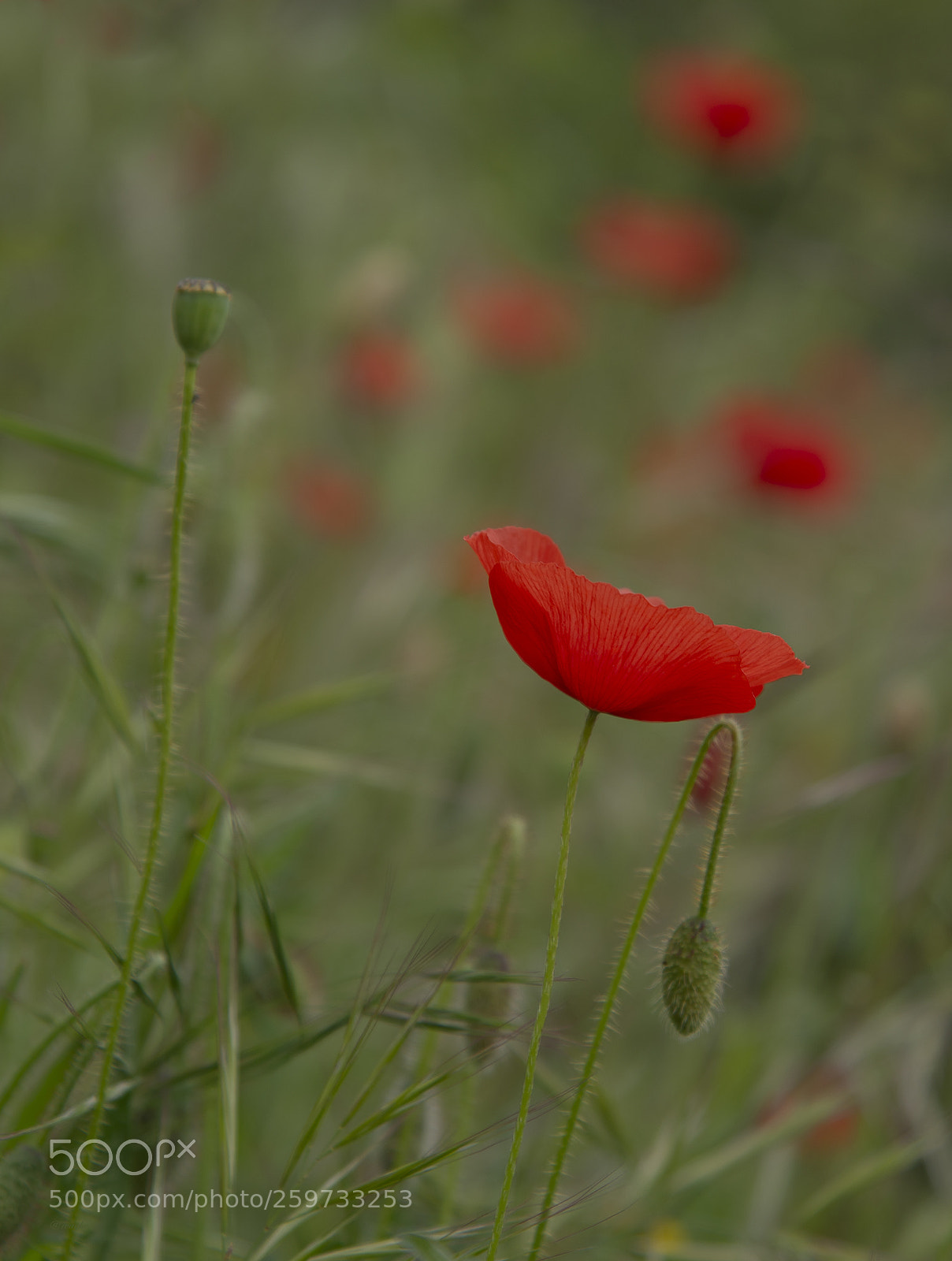 Nikon D610 sample photo. Il mio colore il photography