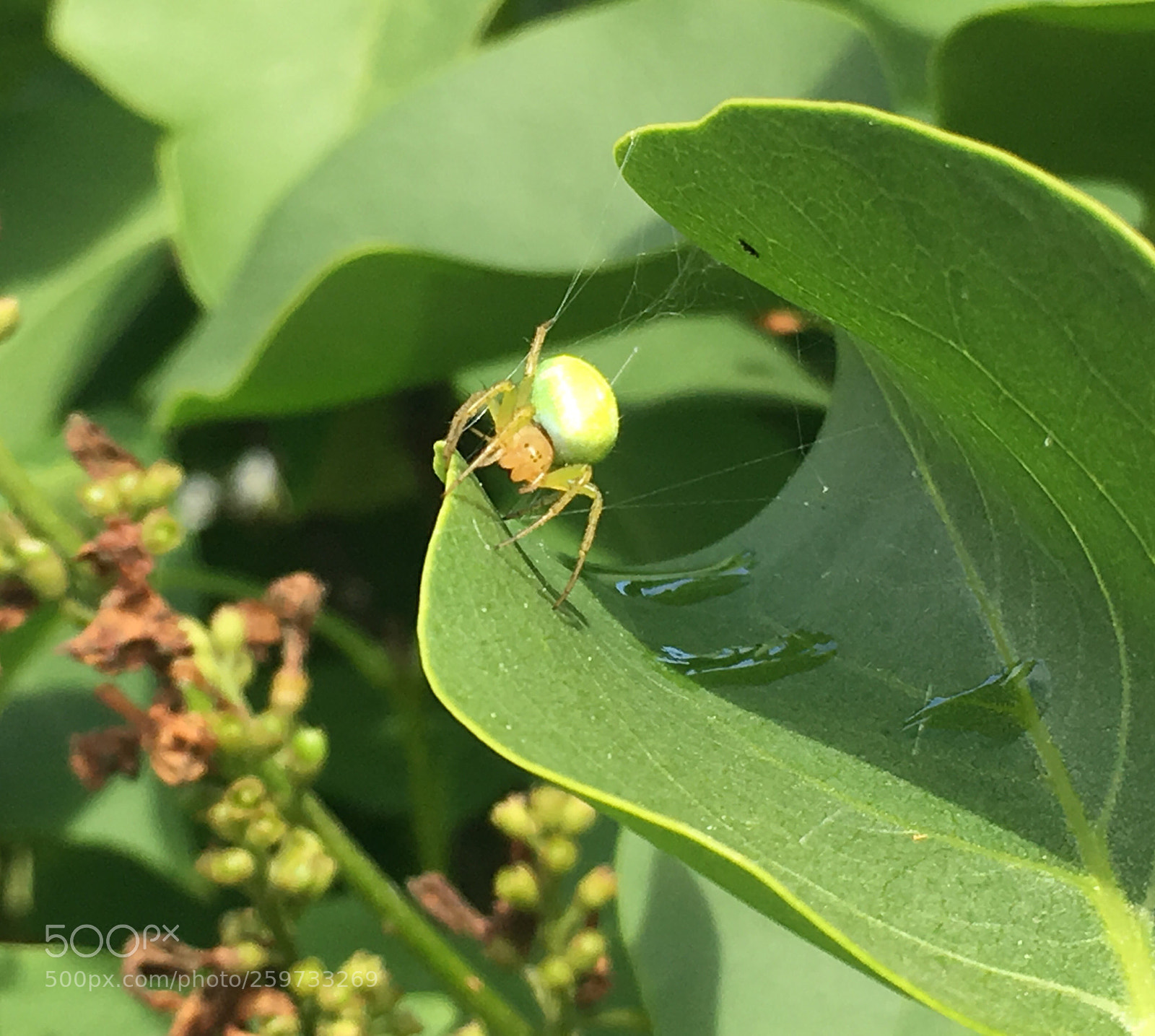 Apple iPhone 6s sample photo. Untitled photography