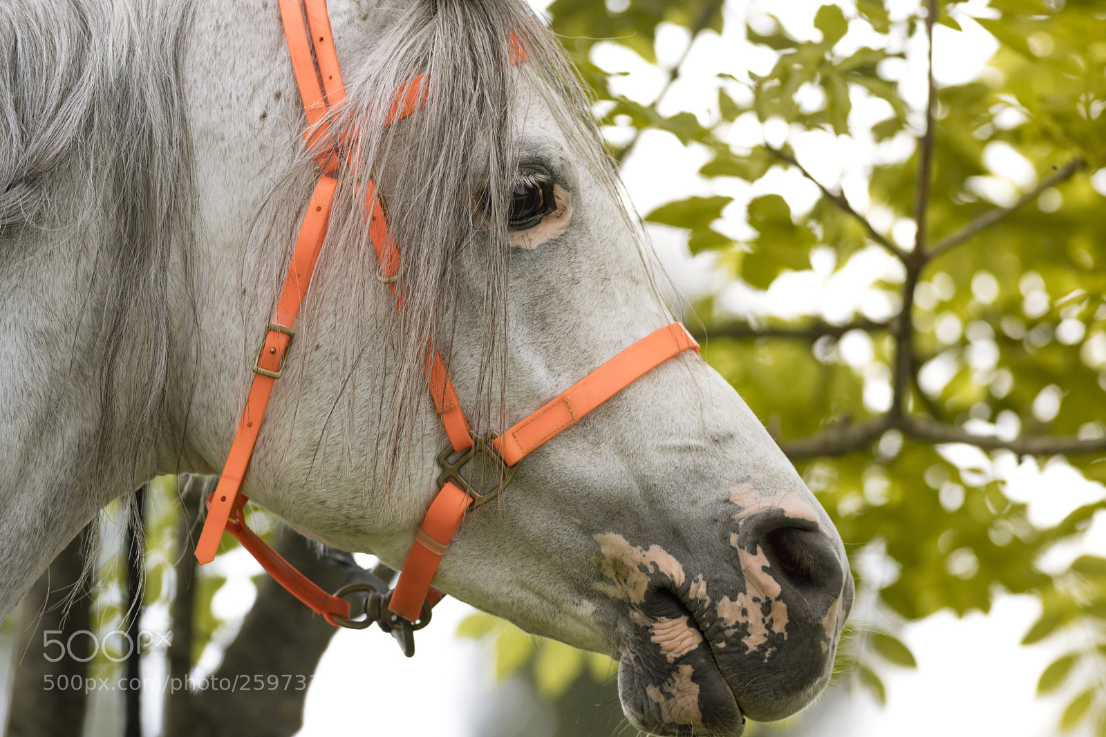 Canon EOS 6D Mark II sample photo. Orange is... photography