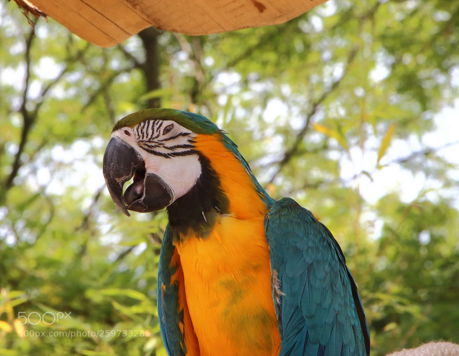 Canon EOS 700D (EOS Rebel T5i / EOS Kiss X7i) sample photo. Dormant parrot photography