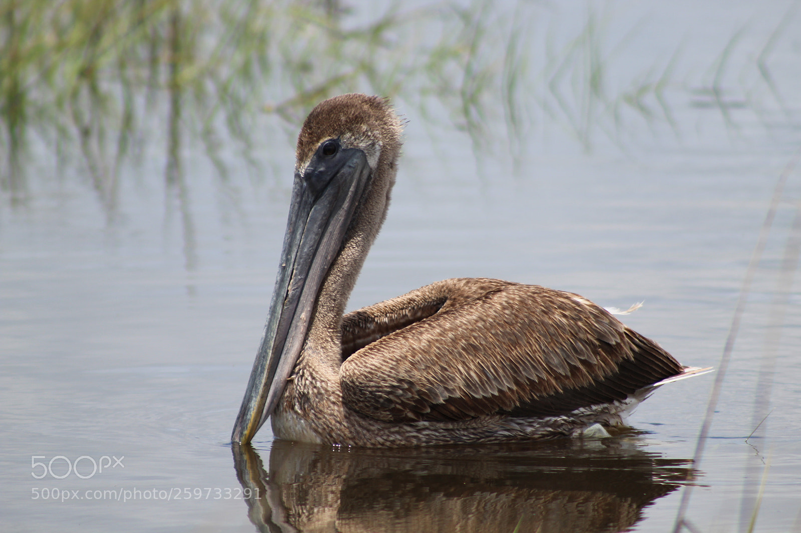 Canon EF 75-300mm f/4-5.6 sample photo. The pelican photography