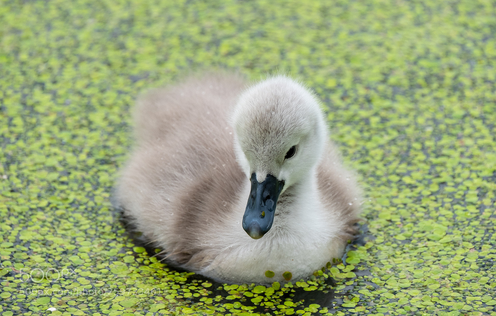 Fujifilm X-T2 sample photo. Baby swan photography