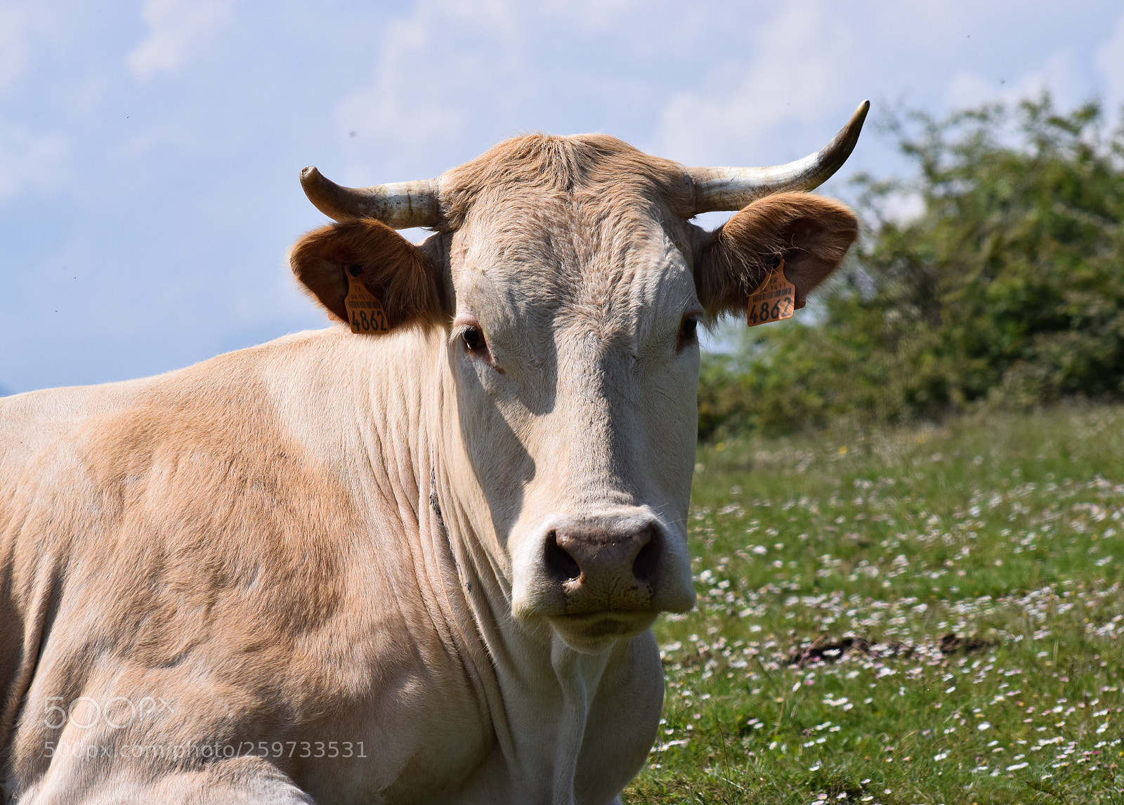 Nikon D5300 sample photo. Un b uf dans photography
