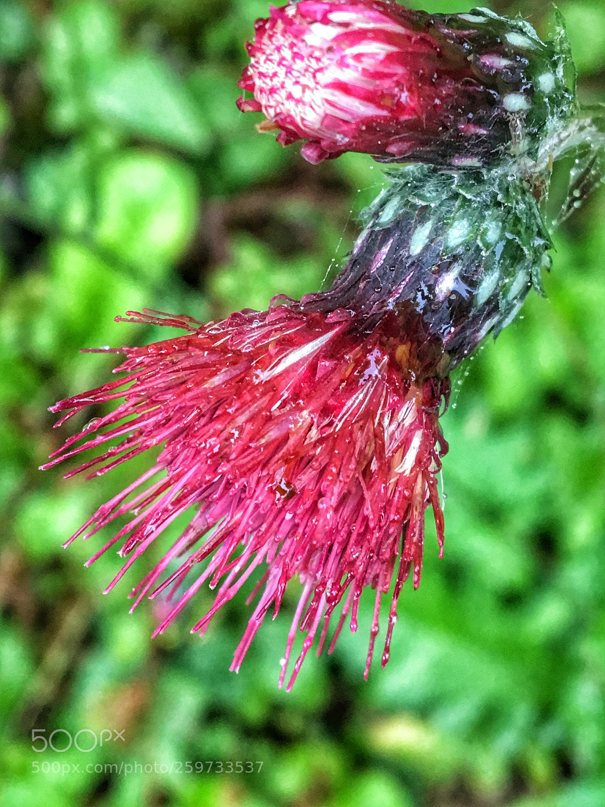 Apple iPhone 6s sample photo. Untitled photography