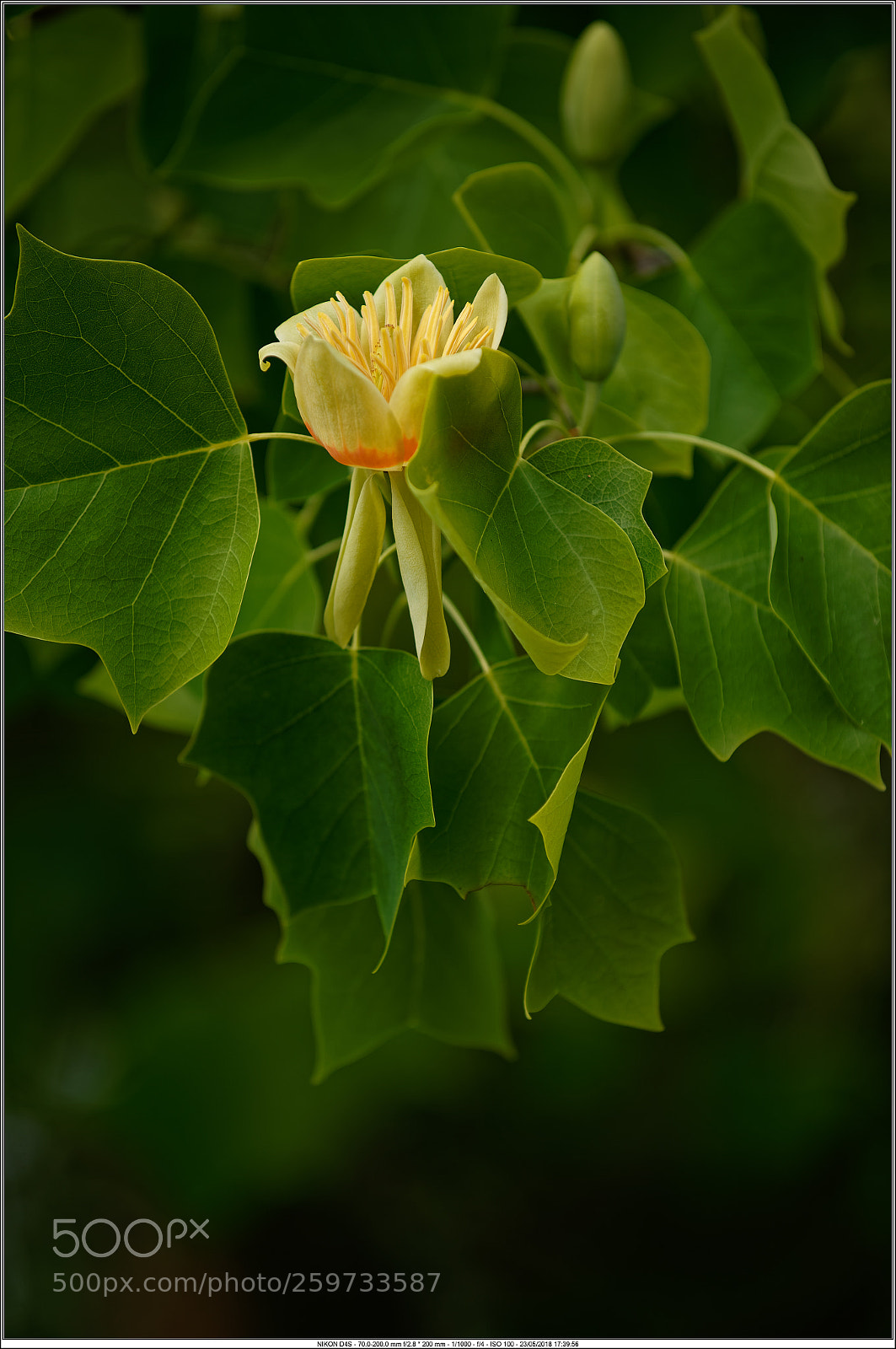 Nikon D4S sample photo. Cb photography