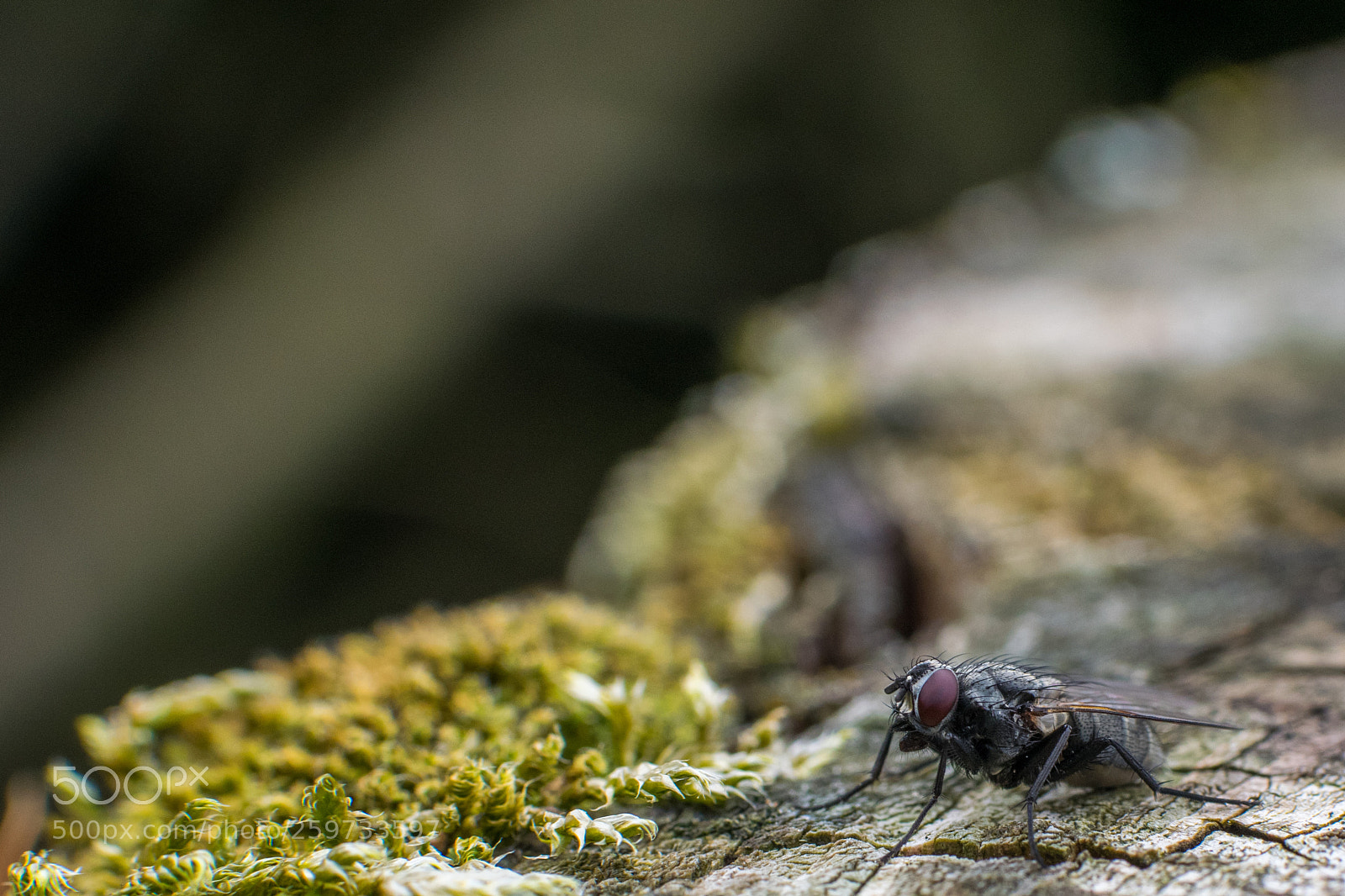 Nikon D5300 sample photo. Fly photography