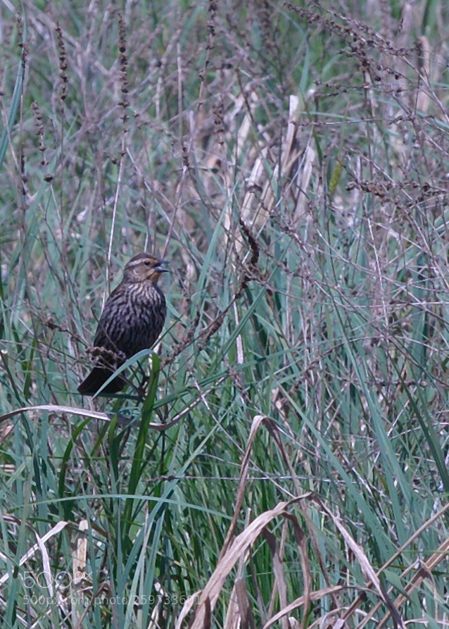 Nikon D800 sample photo. Lady blackbird photography