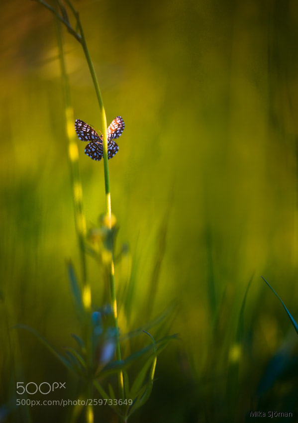 Nikon D700 sample photo. Butterfly photography