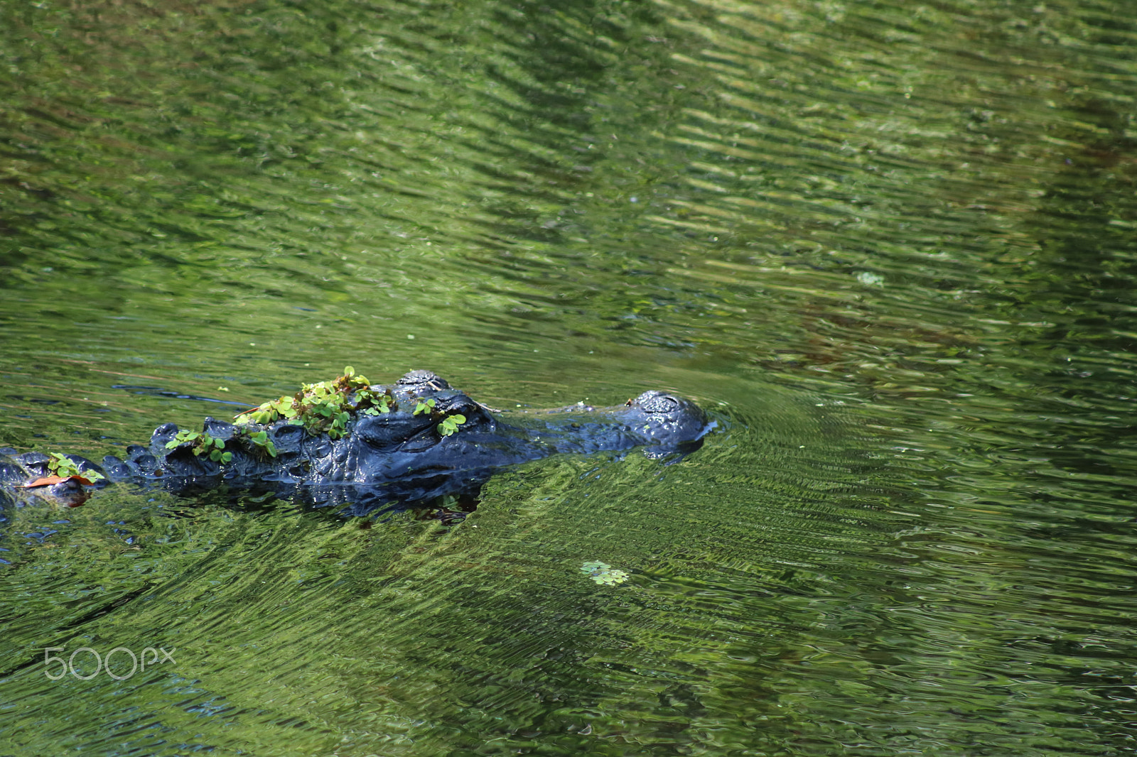 Canon EF 80-200mm F4.5-5.6 II sample photo. Gator head photography