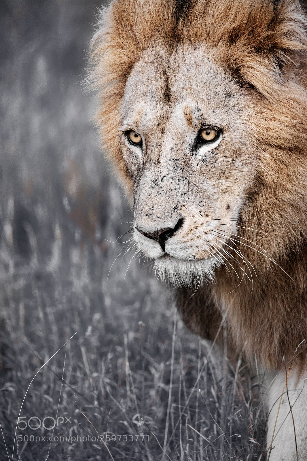 Canon EOS 5D Mark IV sample photo. Human lion photography