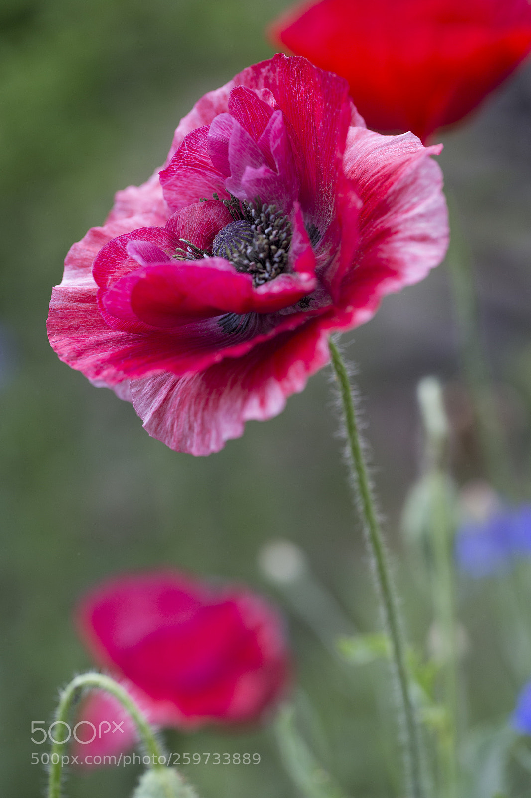 Canon EOS-1D X sample photo. Memorial day memories~ photography