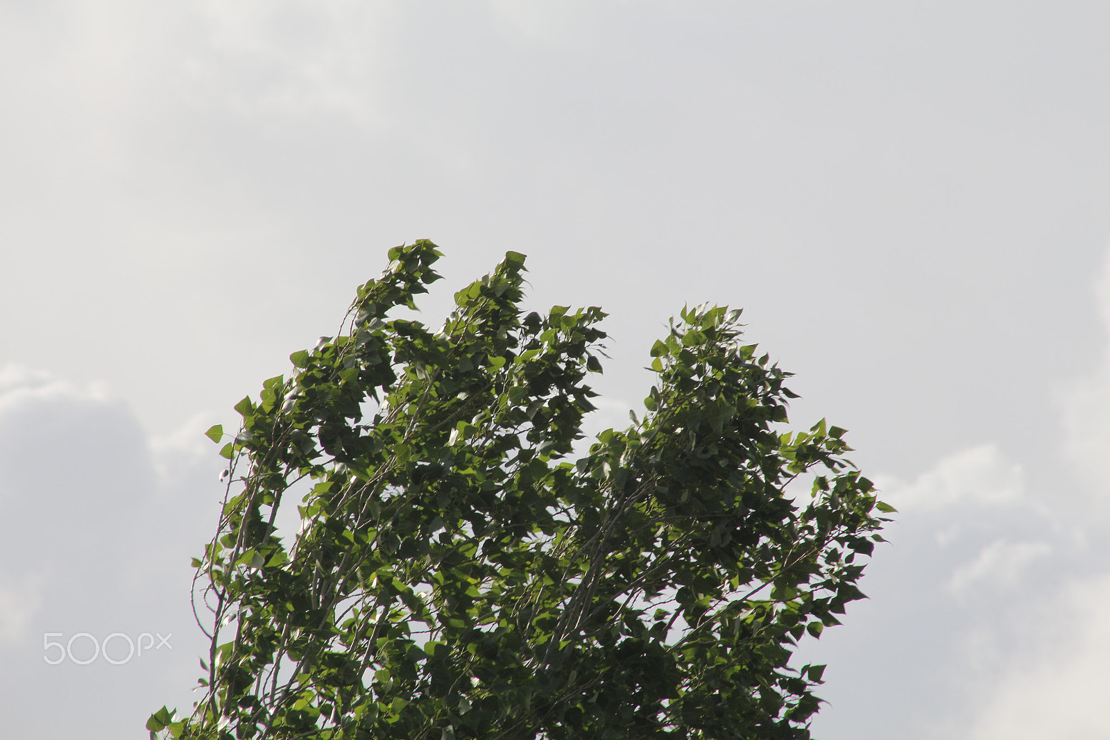Canon EF 75-300mm f/4-5.6 sample photo. Kt-photos photography