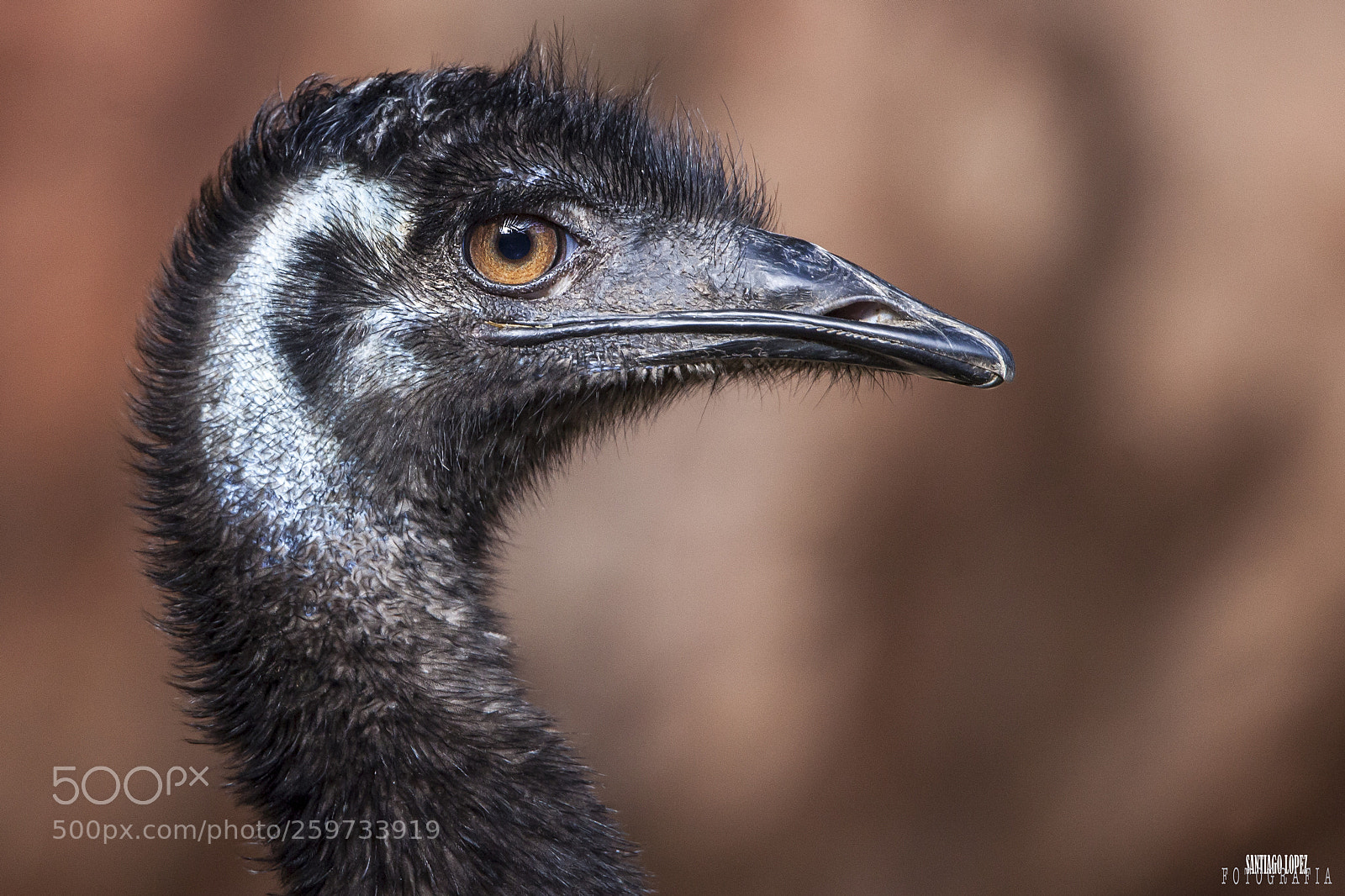 Canon EOS 5D Mark II sample photo. Emu photography