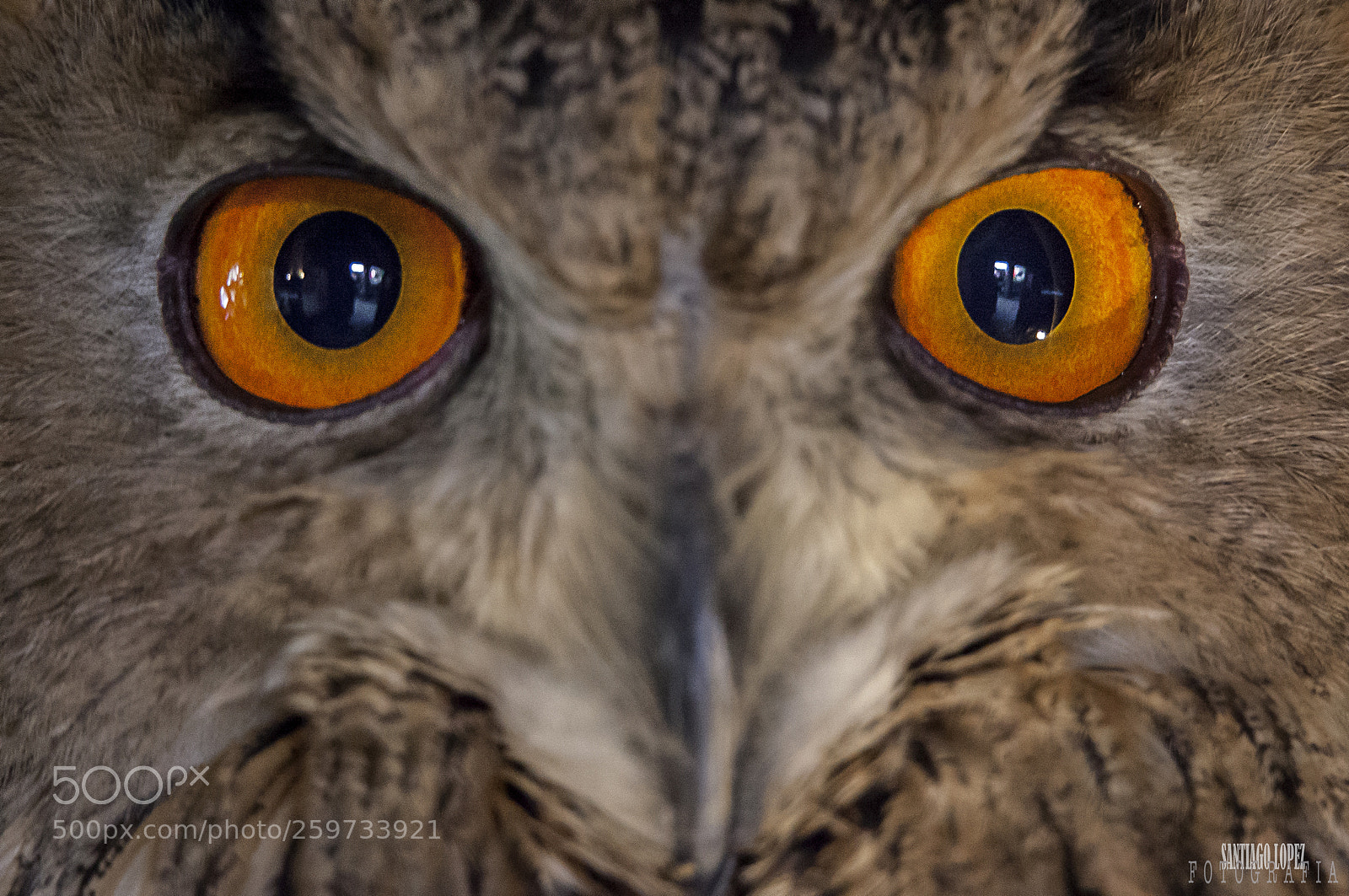 Canon EOS 5D Mark II sample photo. Owl eyes photography