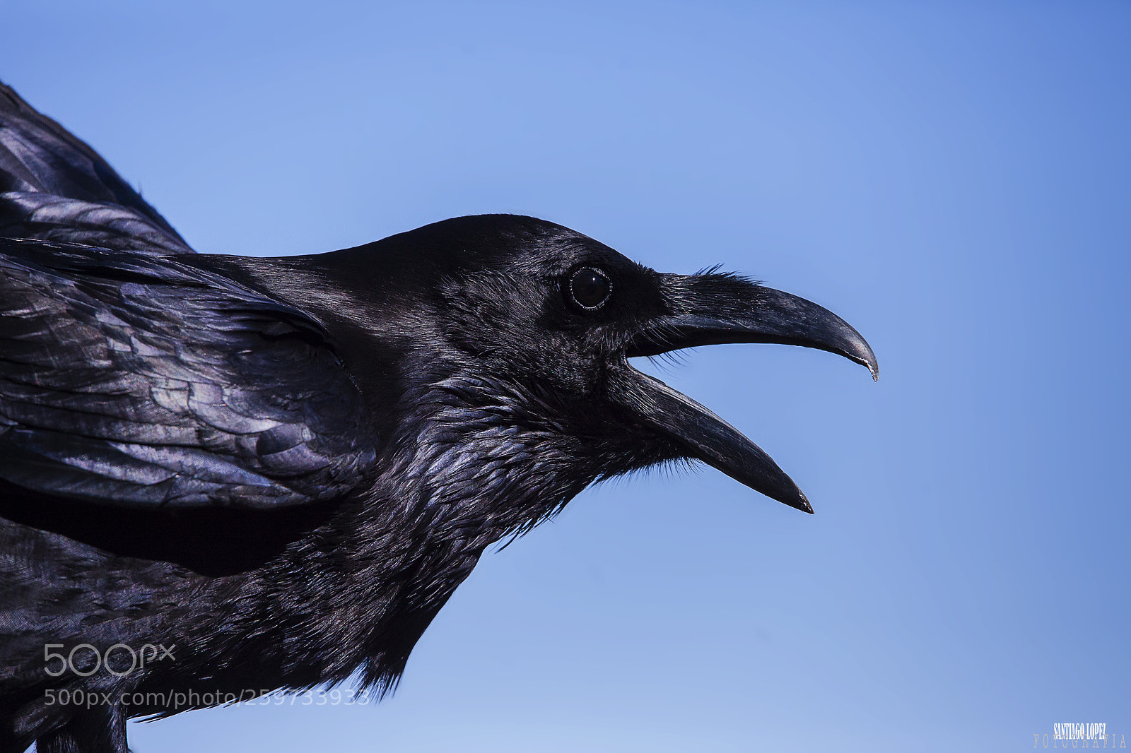 Canon EOS 5D Mark II sample photo. Cuervo photography