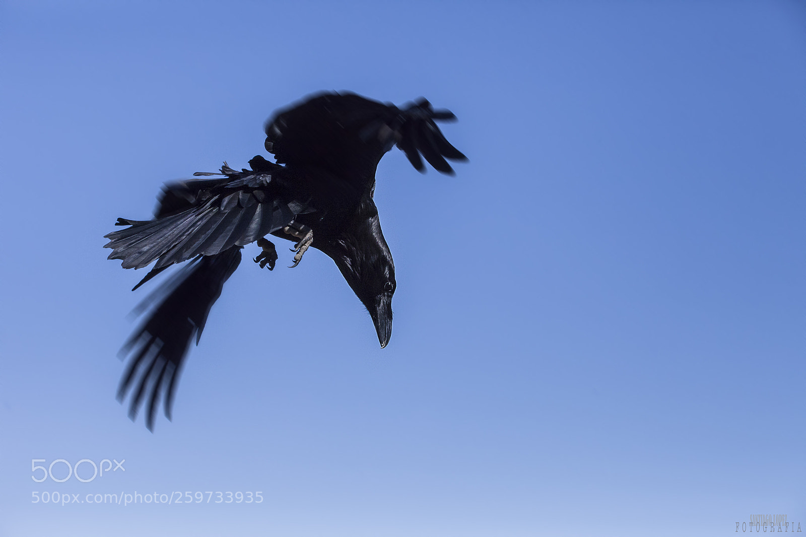 Canon EOS 5D Mark II sample photo. Cuervo photography