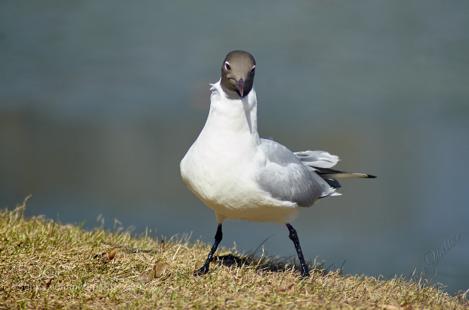 Nikon D7000 sample photo. Seagull photography