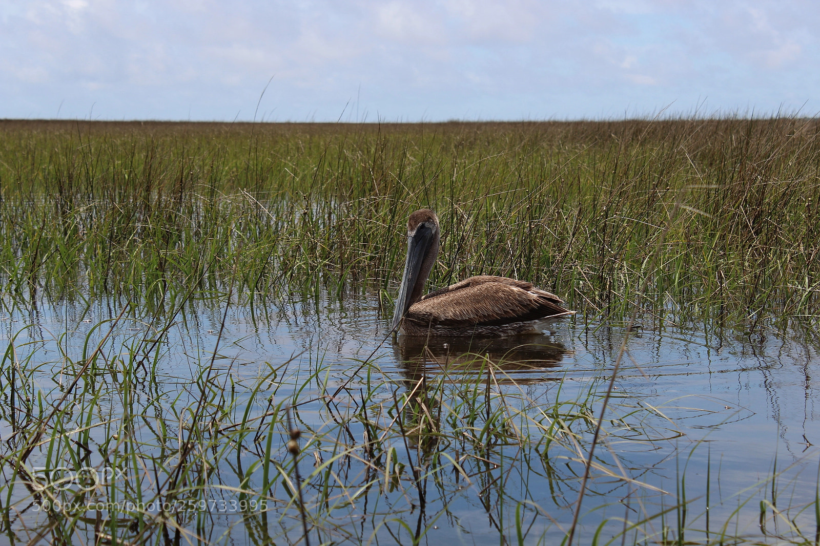 Canon EOS 1300D (EOS Rebel T6 / EOS Kiss X80) sample photo. The pelican photography
