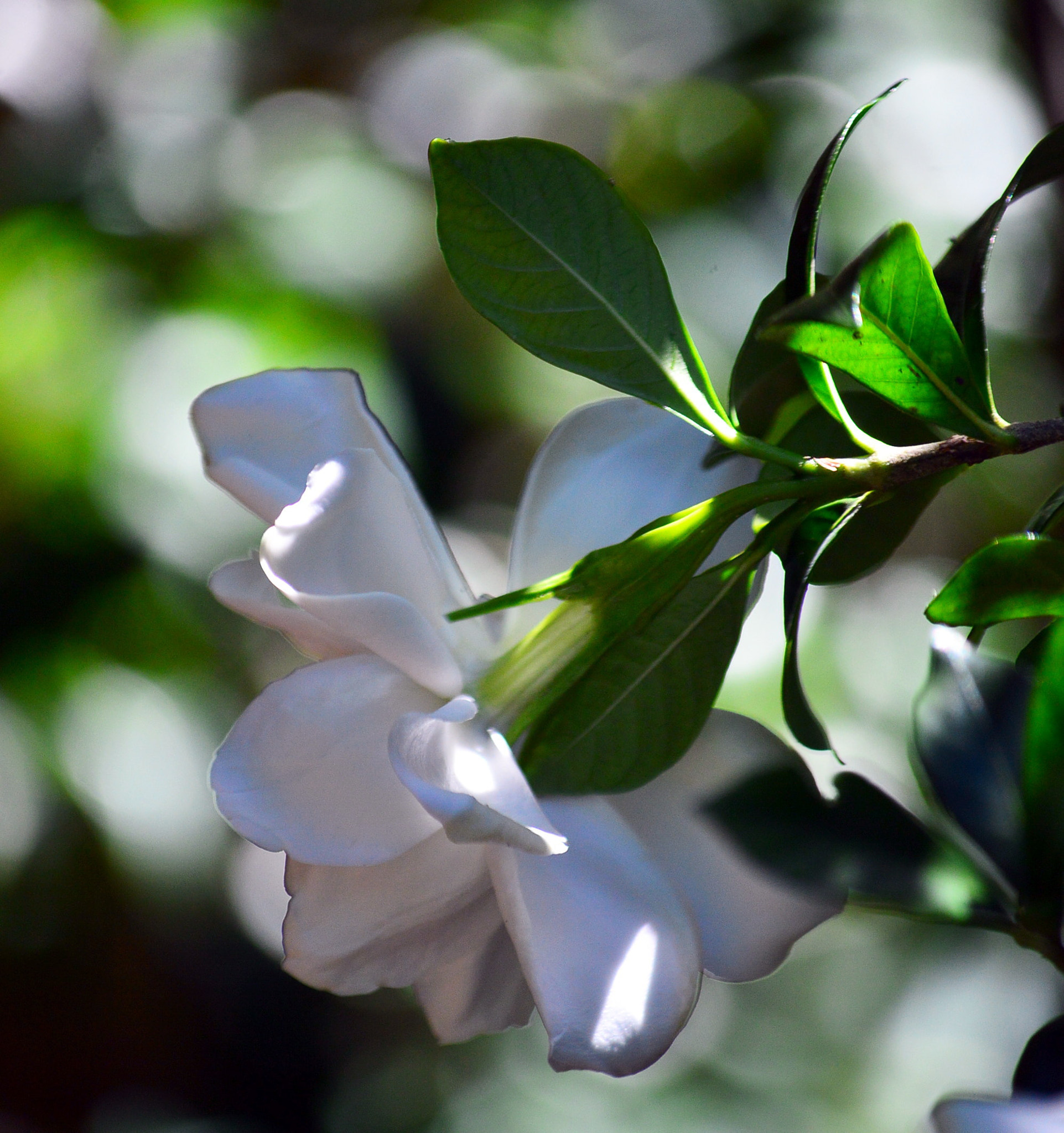 Nikon D3200 sample photo. Fragrant photography