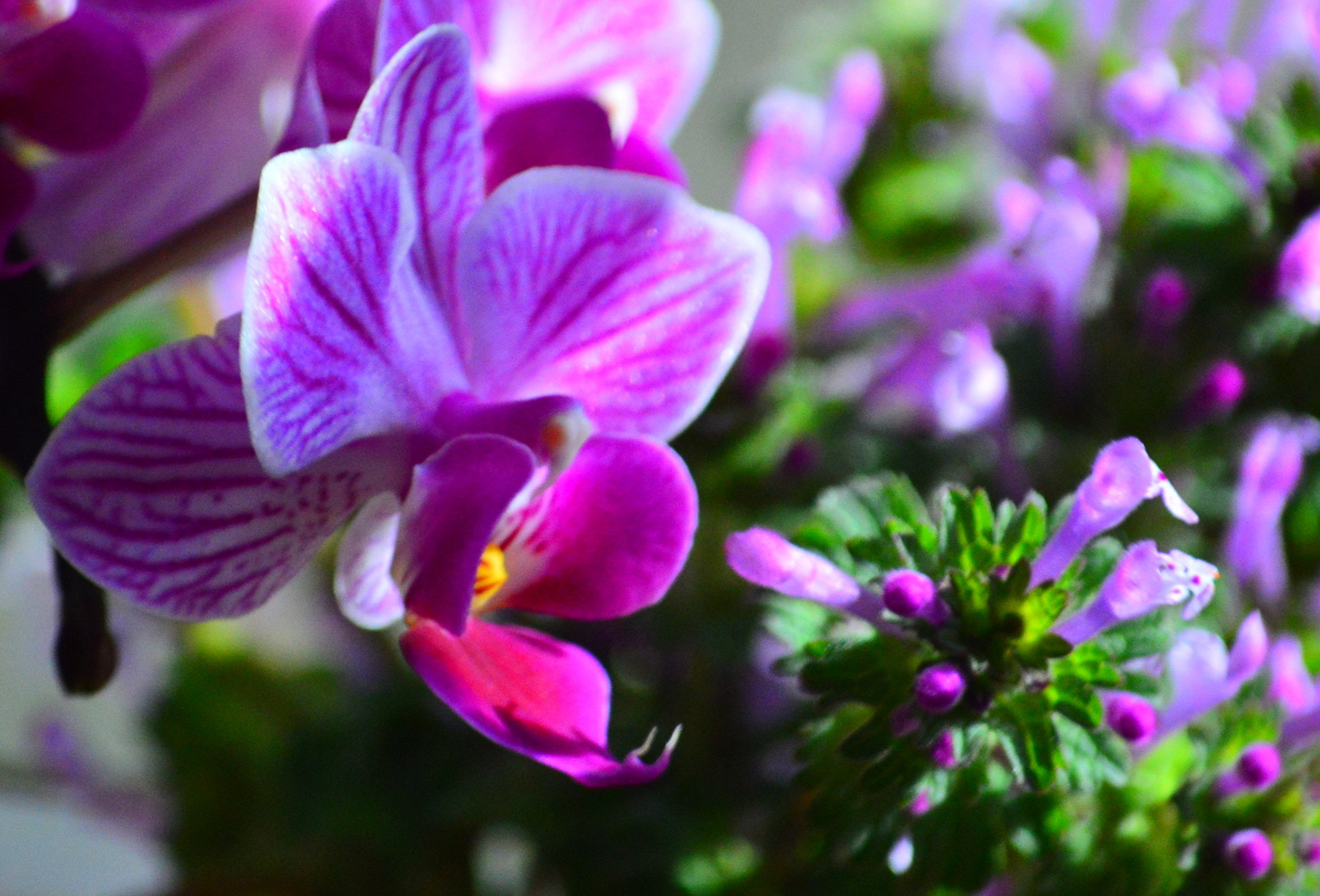 Nikon D3200 sample photo. Pink orchid photography