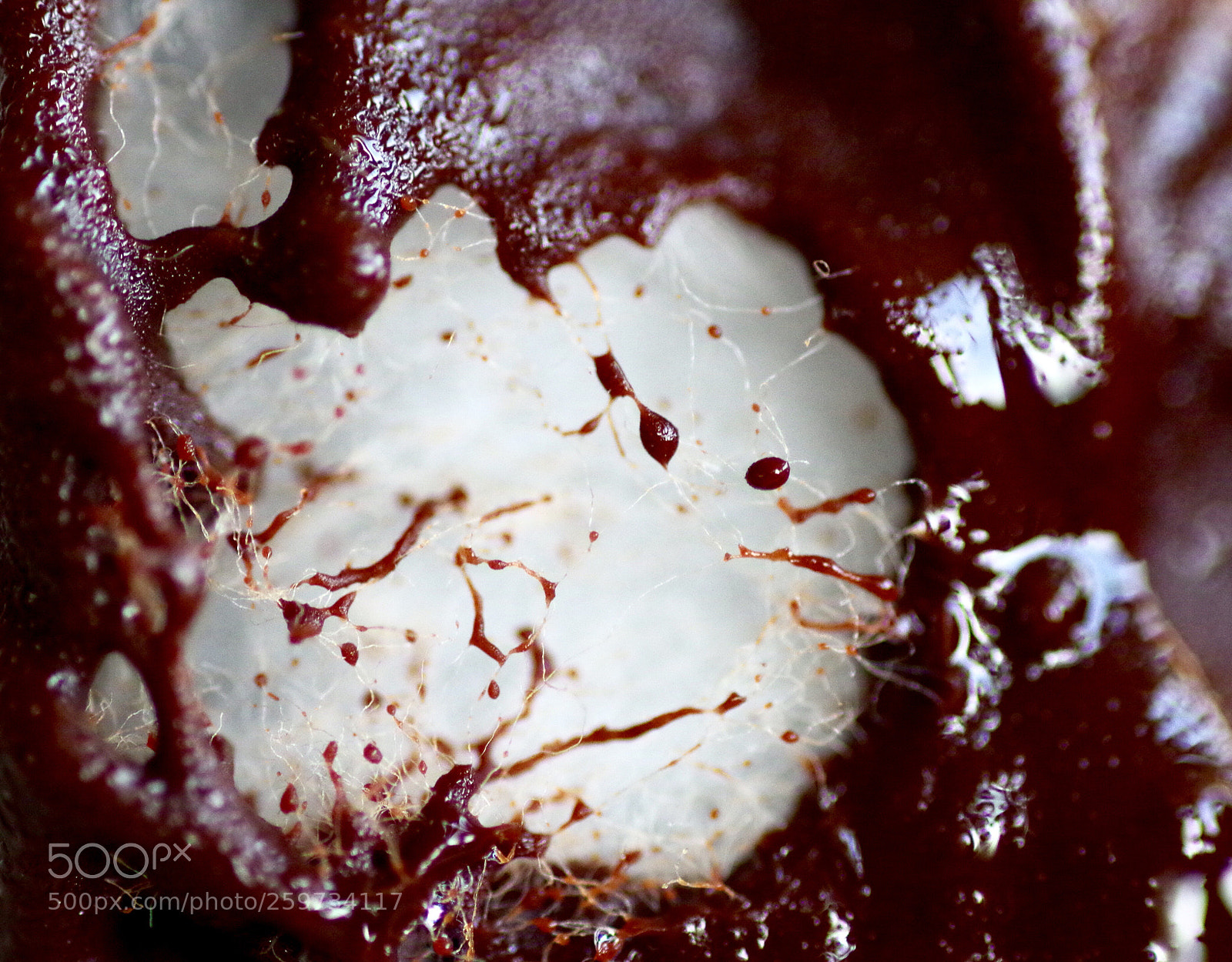 Pentax K-30 sample photo. Chocolat and cotton  photography