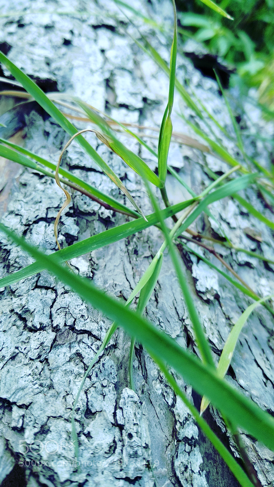 Xiaomi Mi A1 sample photo. Tree photography