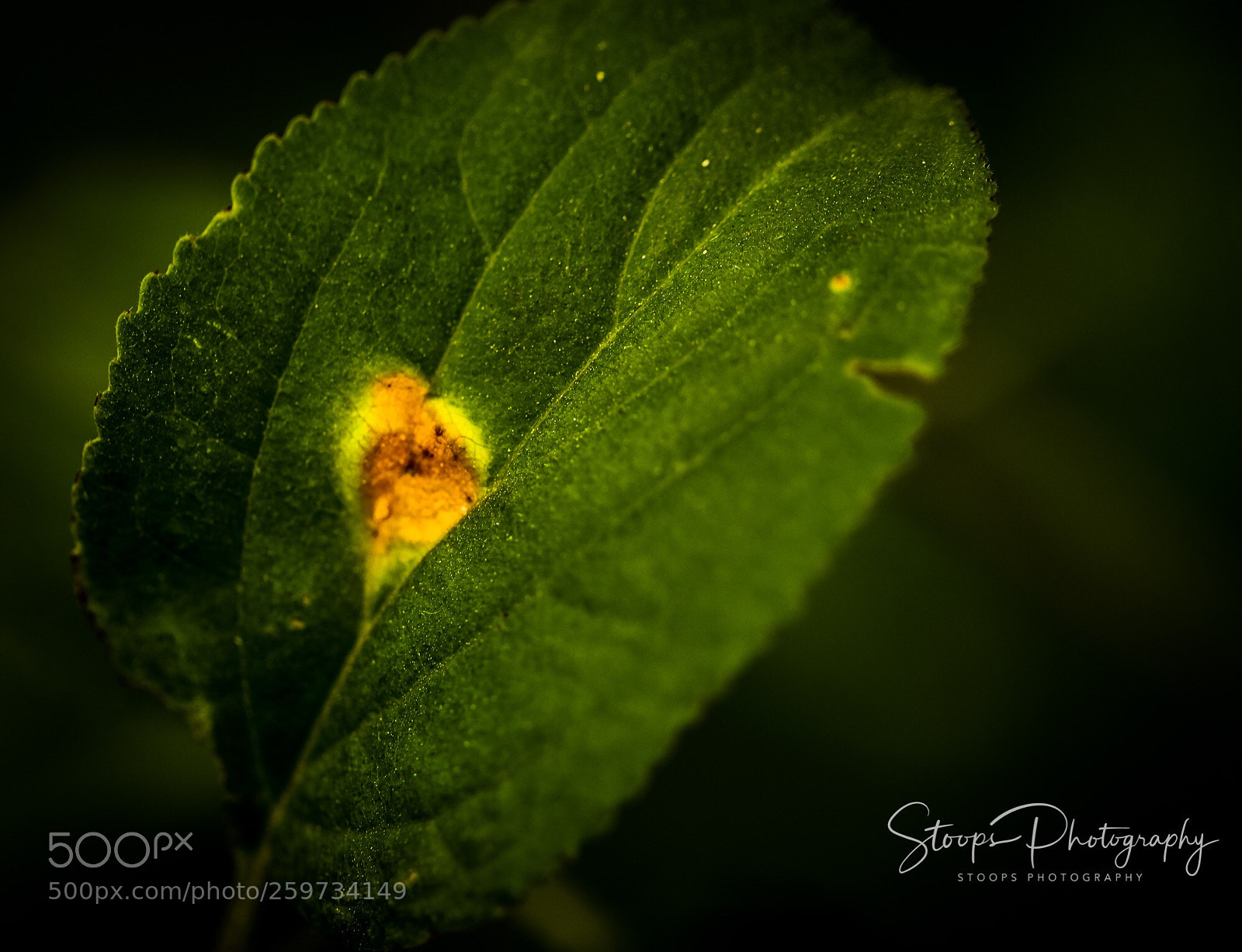 Canon EOS 80D sample photo. Spotted photography