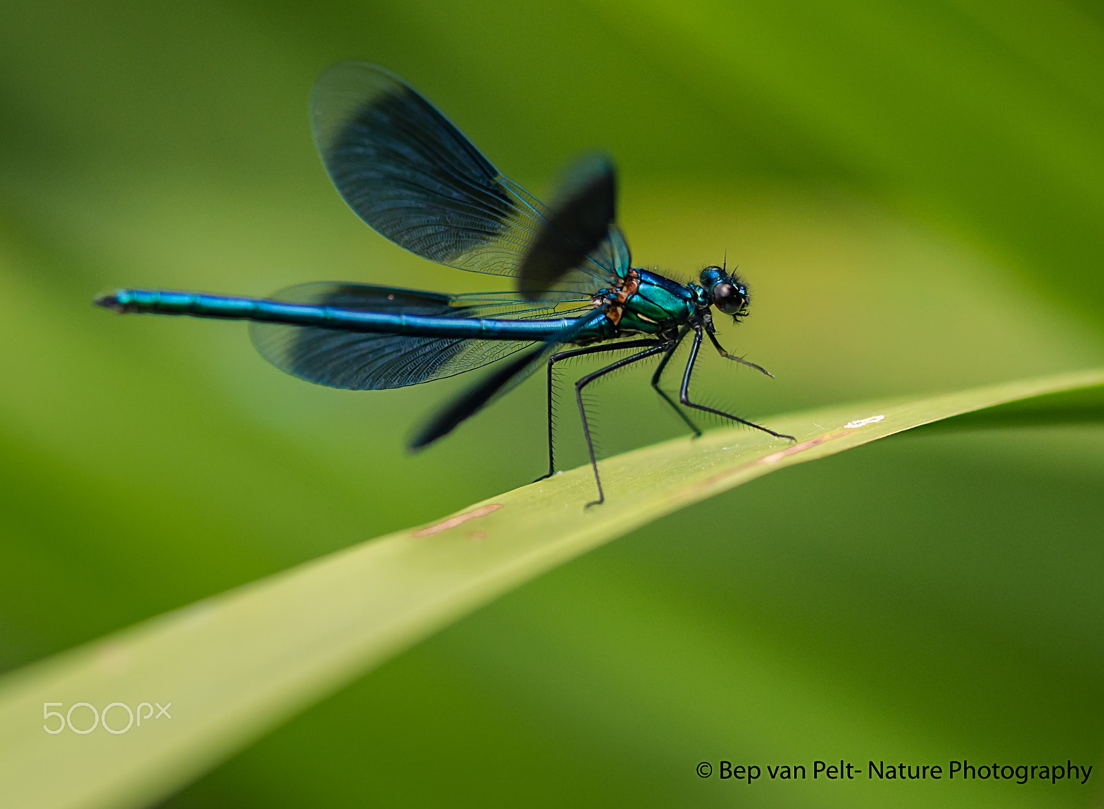 Sigma 105mm F2.8 EX DG OS HSM sample photo. Banded demoiselle; just landed photography