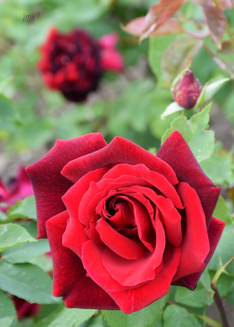 Nikon D5300 sample photo. Rosaleda photography