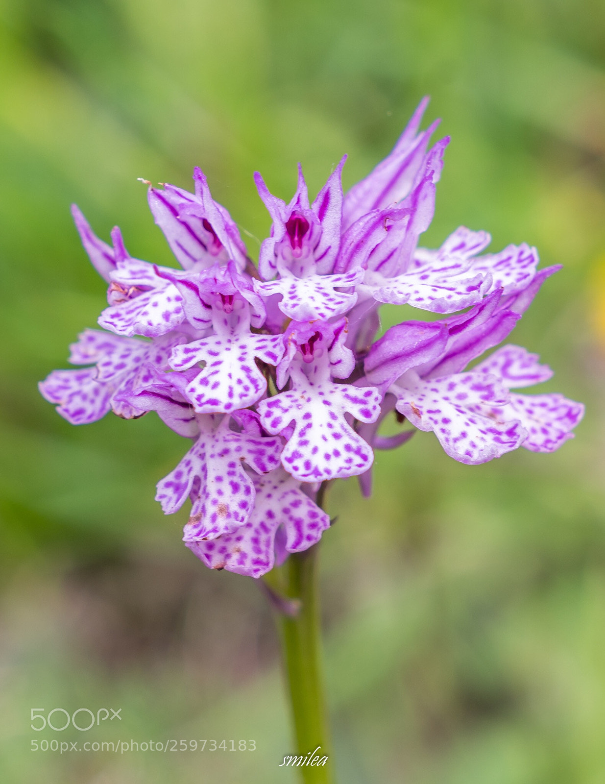 Sony a7R II sample photo. Orchidea tridentata  photography