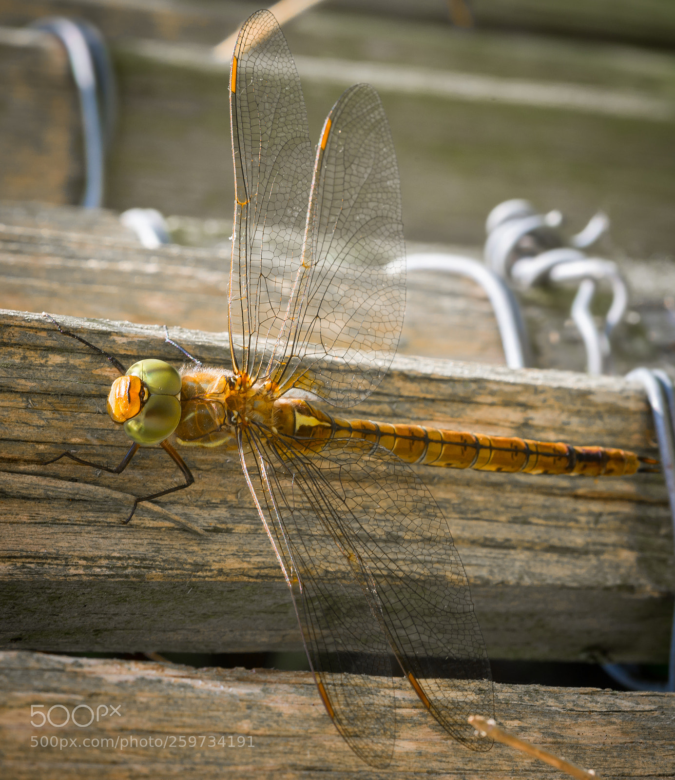 Nikon D610 sample photo. Dragonfly photography