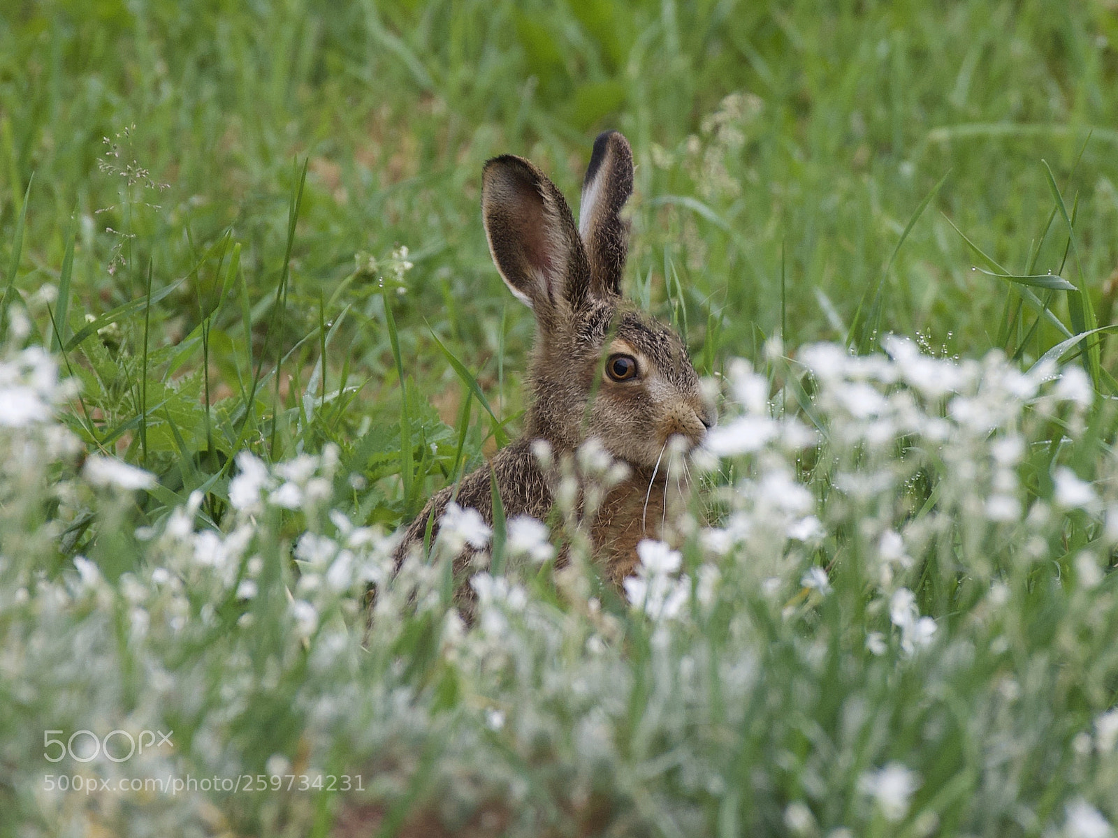 Nikon D750 sample photo. I hear you, i photography