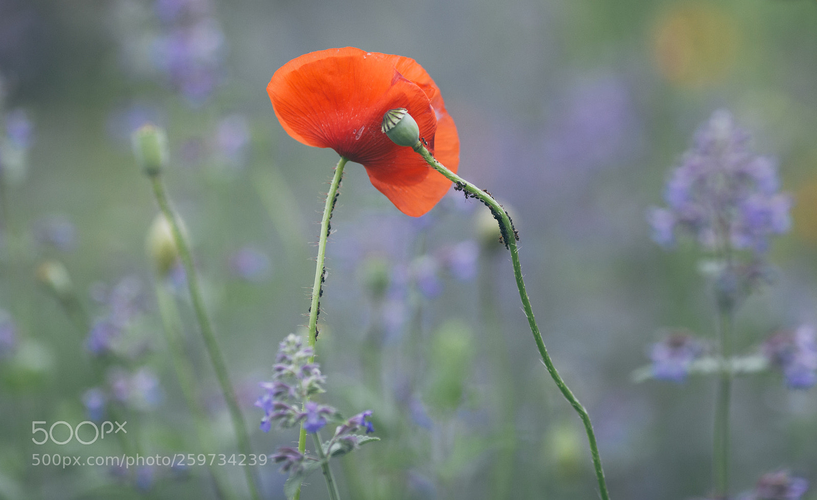 Canon EOS 6D sample photo. Love photography