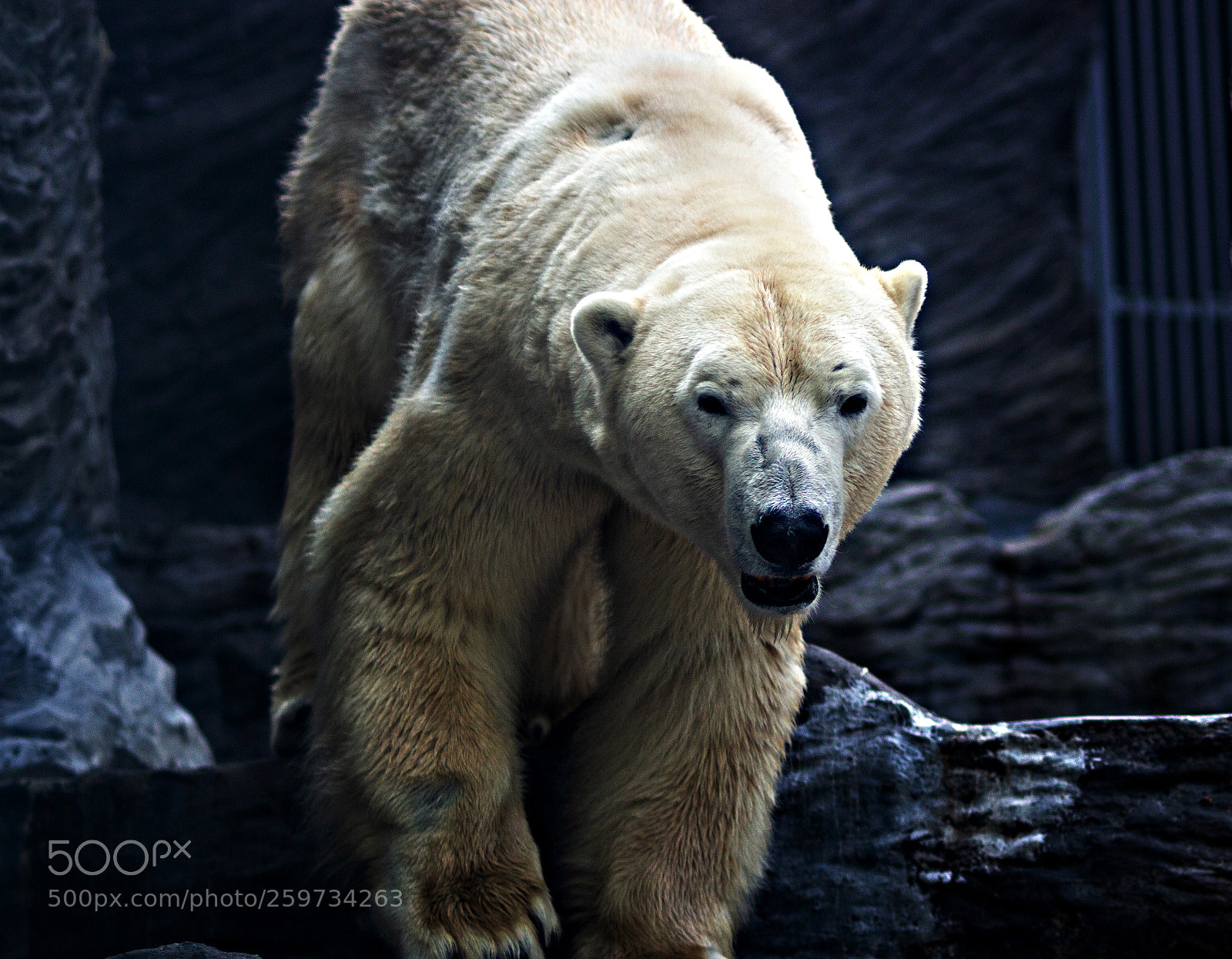 Canon EOS 100D (EOS Rebel SL1 / EOS Kiss X7) sample photo. Polar bear in zoo photography