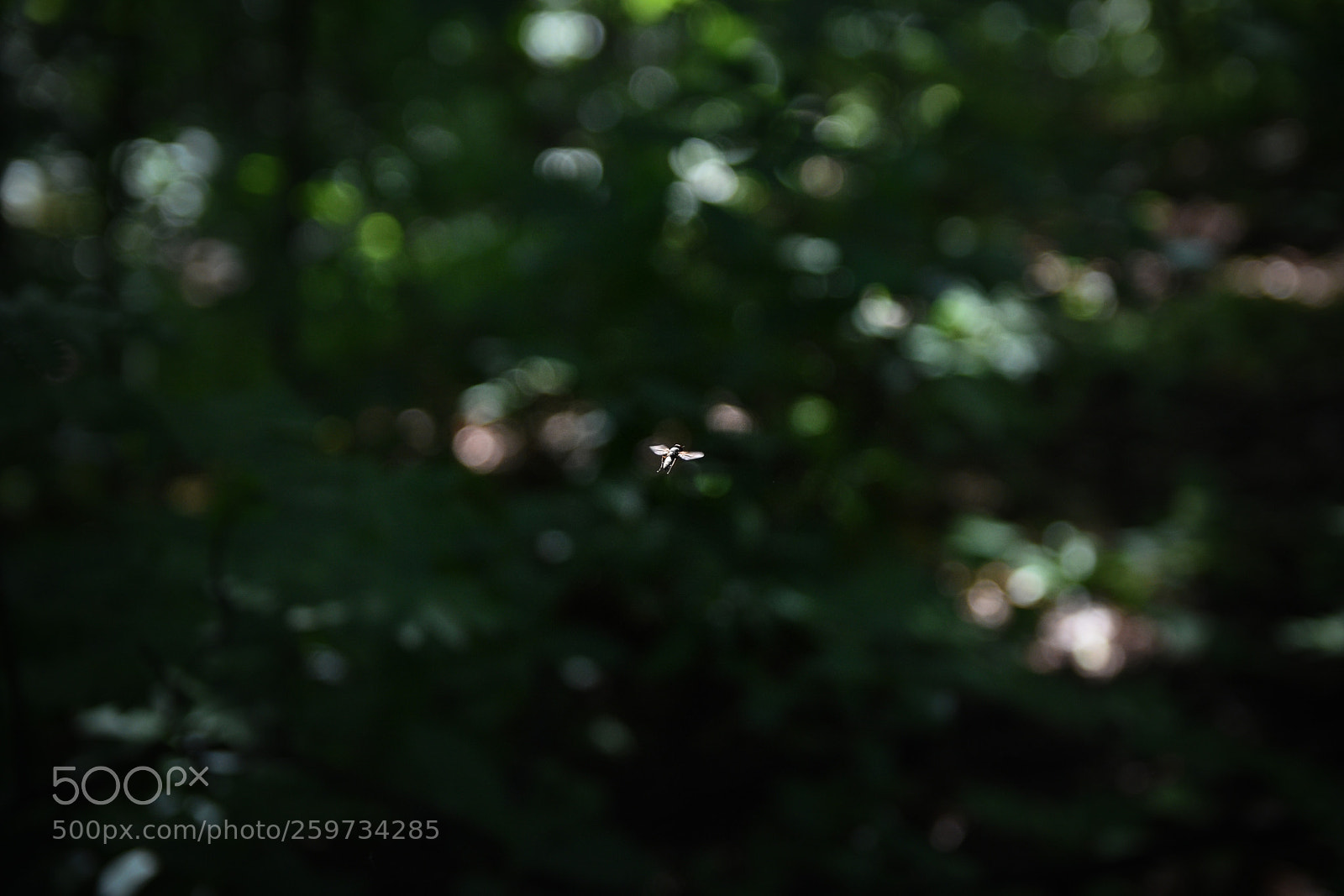 Nikon D7200 sample photo. A fly in a photography