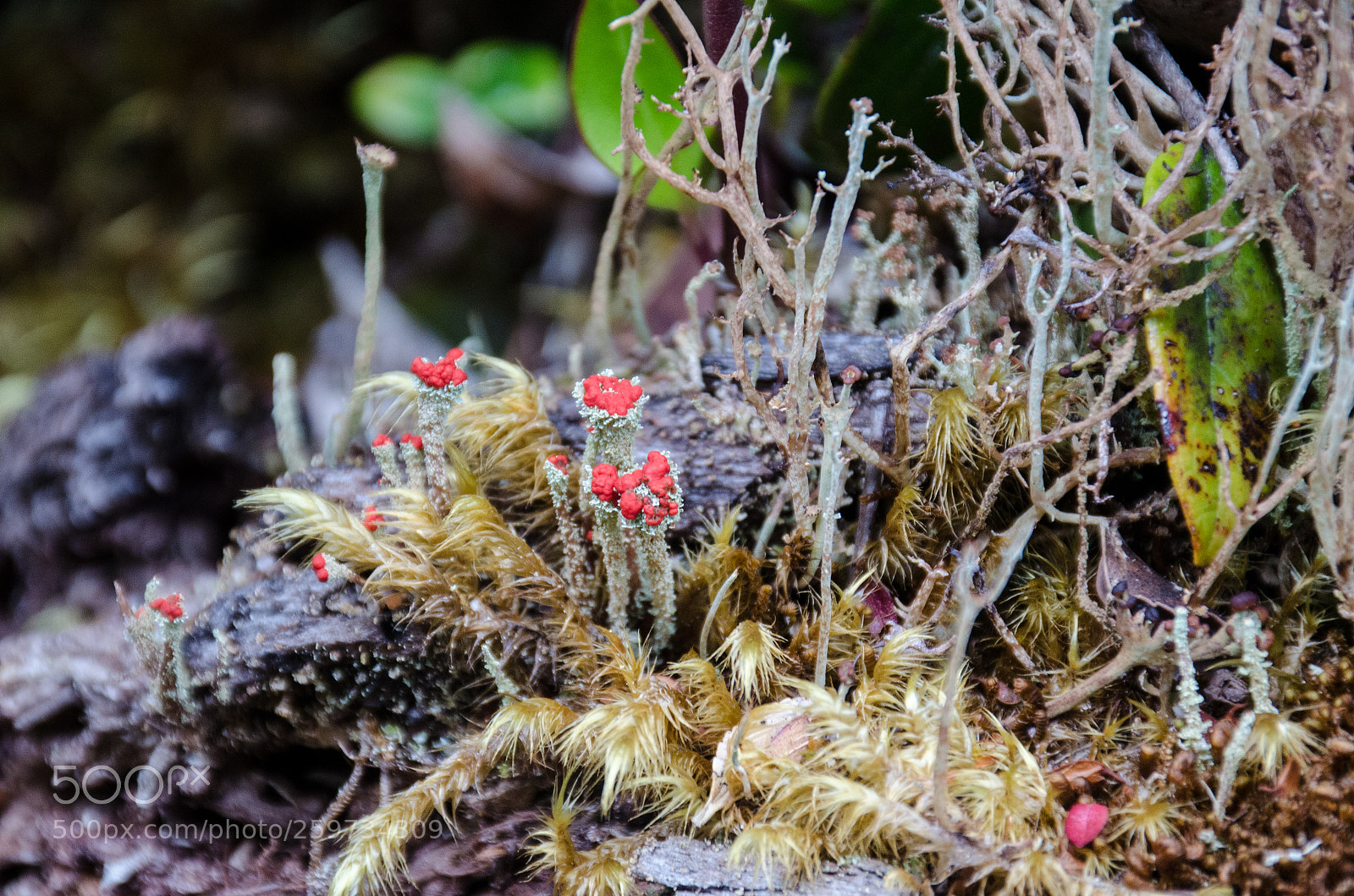 Nikon D7000 sample photo. Lichen photography