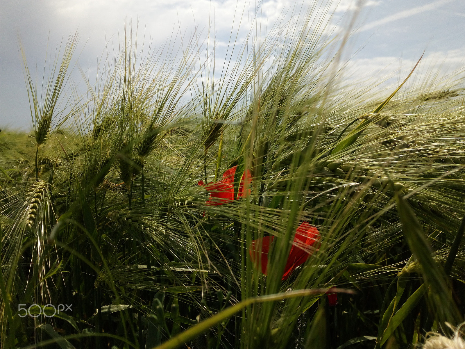 HUAWEI Honor 5A sample photo. Coquelicots photography