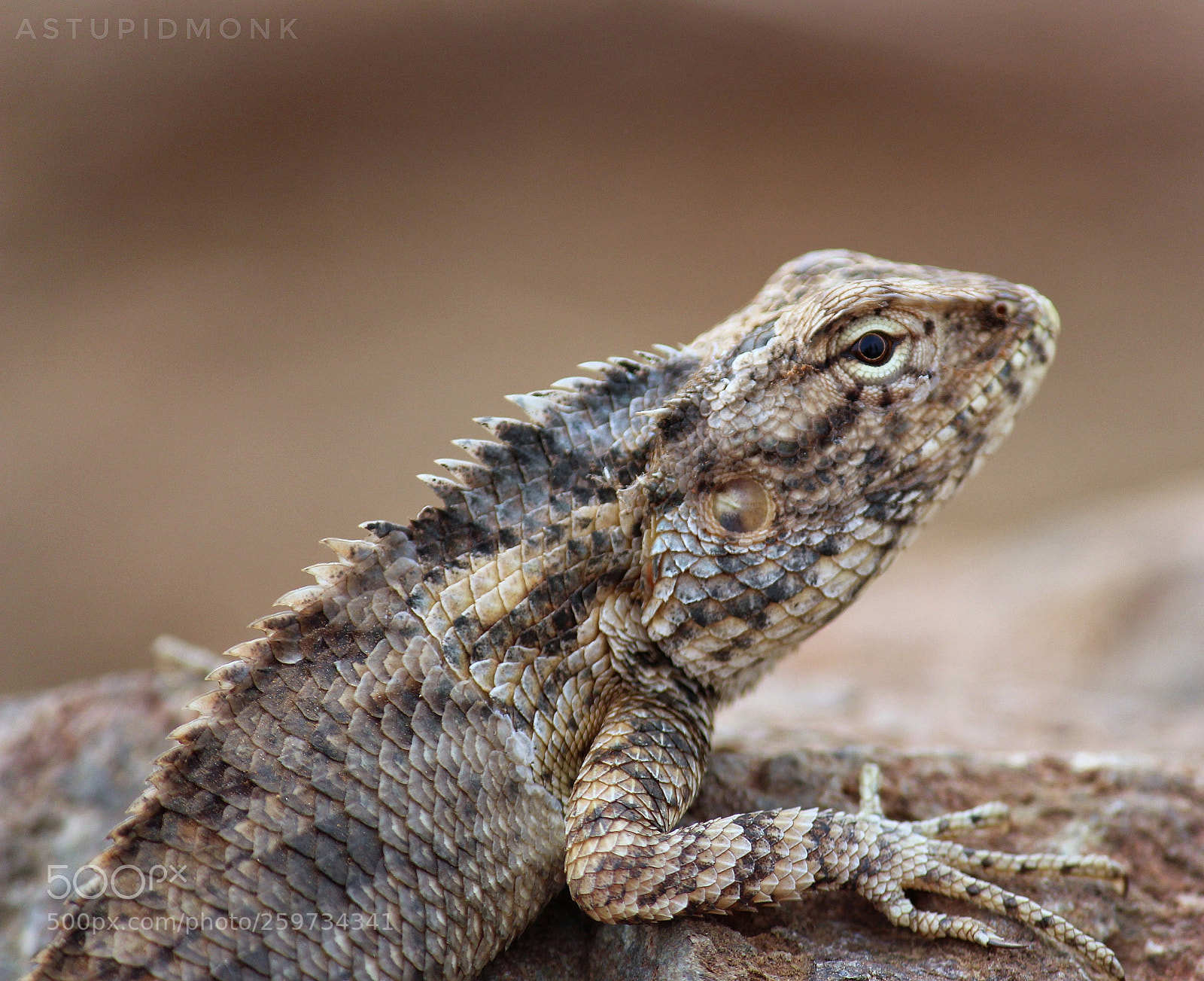 Canon EOS 700D (EOS Rebel T5i / EOS Kiss X7i) sample photo. Garden lizard. photography
