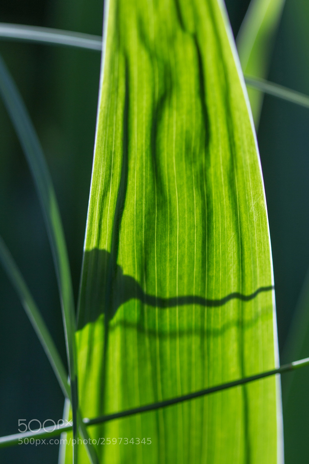 Canon EOS 700D (EOS Rebel T5i / EOS Kiss X7i) sample photo. Lignes (lines) photography
