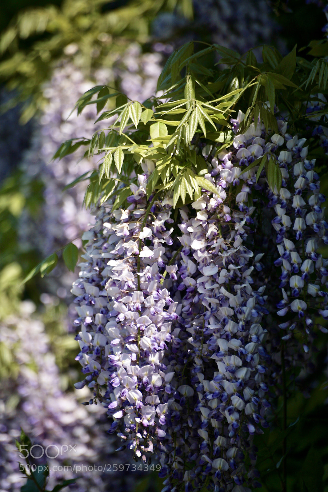 Canon EOS 5D sample photo. 'purple summer delight' photography