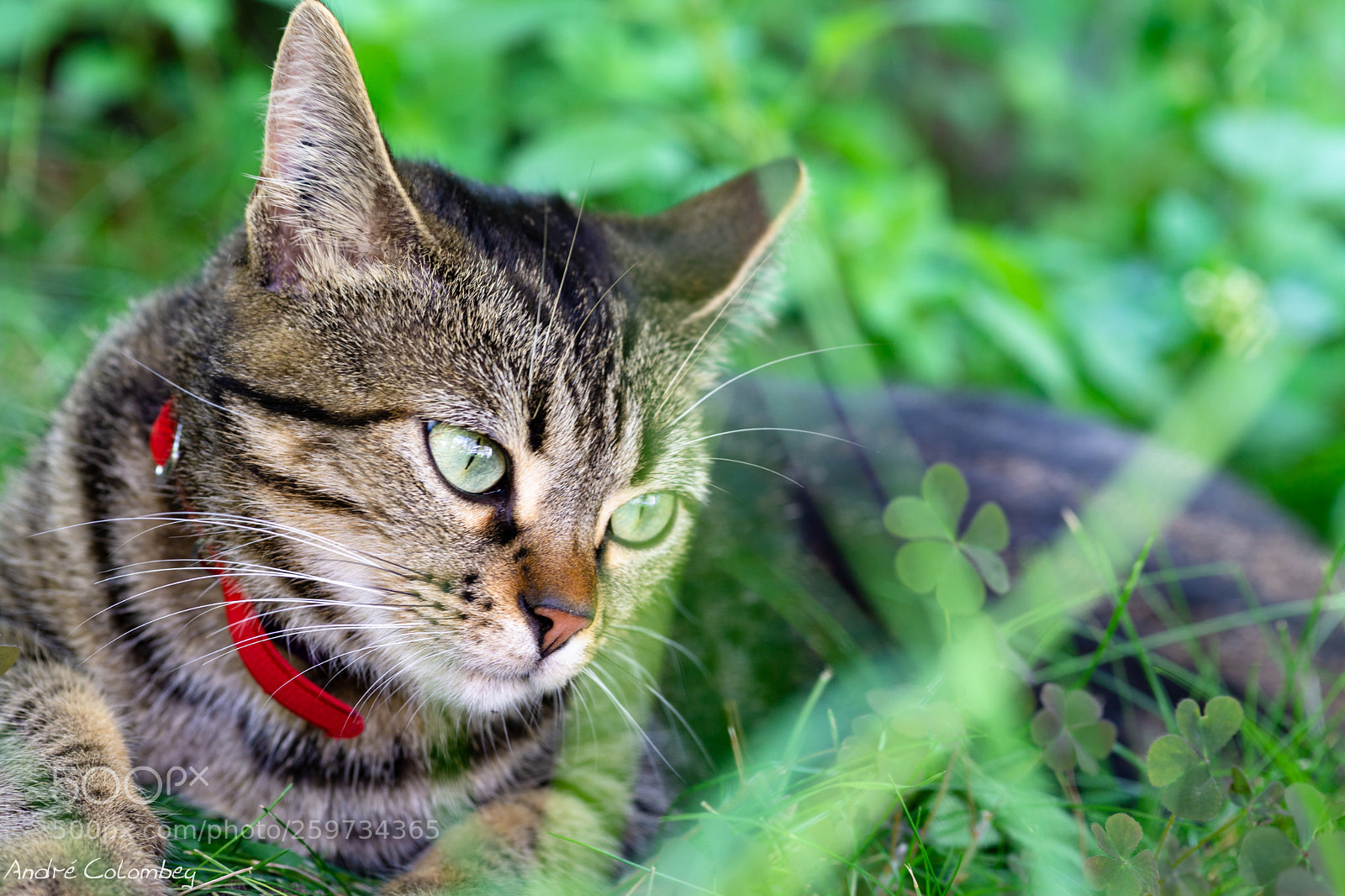 Sony a6000 sample photo. Nina in the garden photography