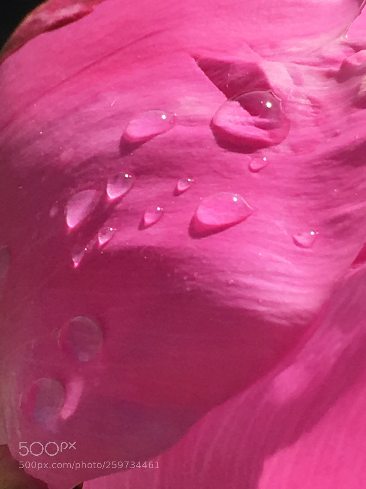 Apple iPhone 6s sample photo. Untitled photography