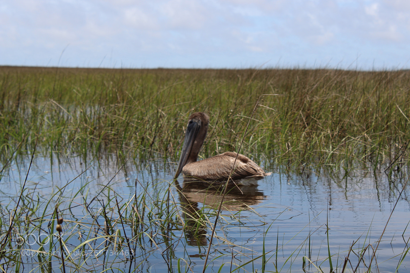 Canon EOS 1300D (EOS Rebel T6 / EOS Kiss X80) sample photo. The pelican photography
