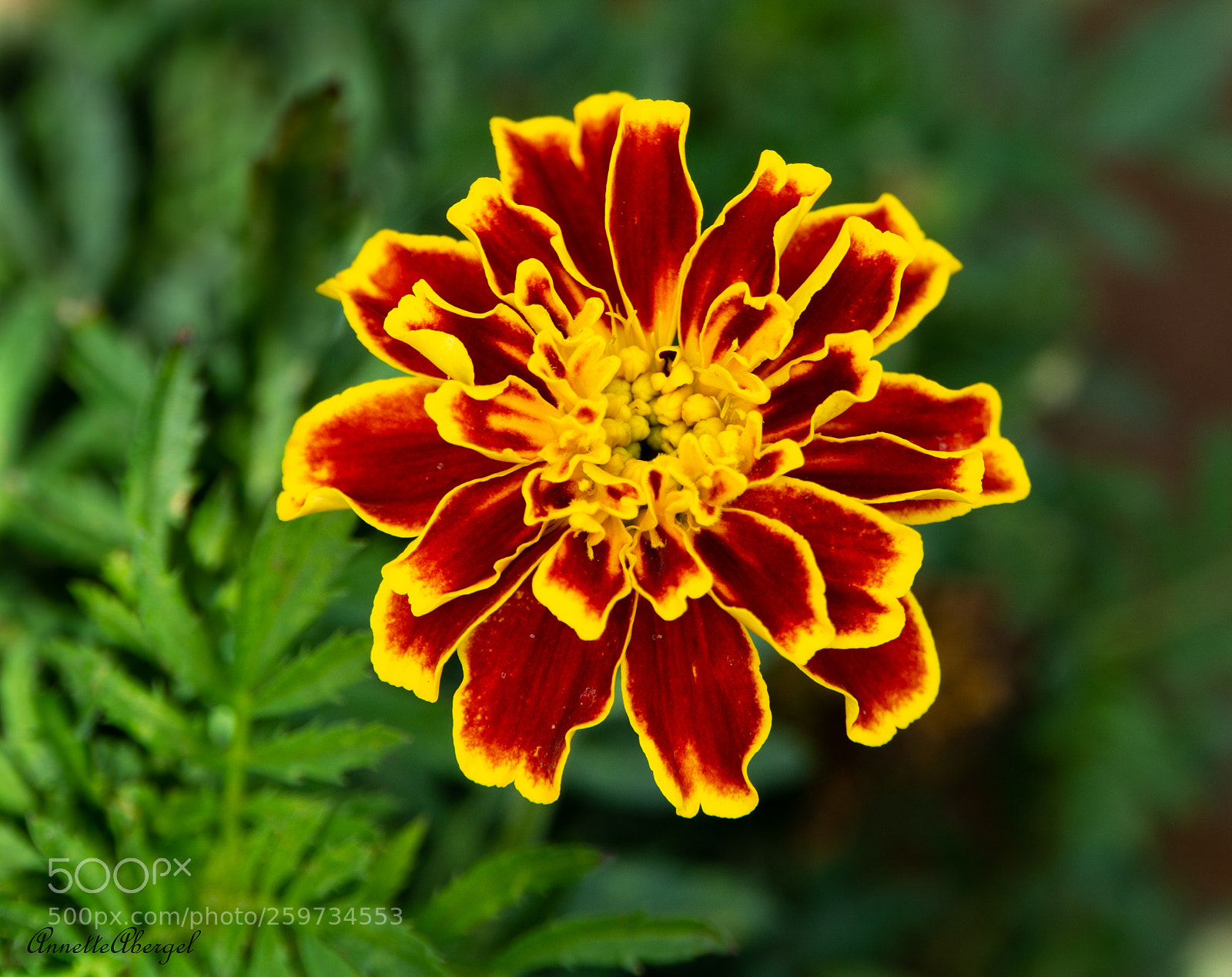 Sony a6000 sample photo. Fire marigold photography