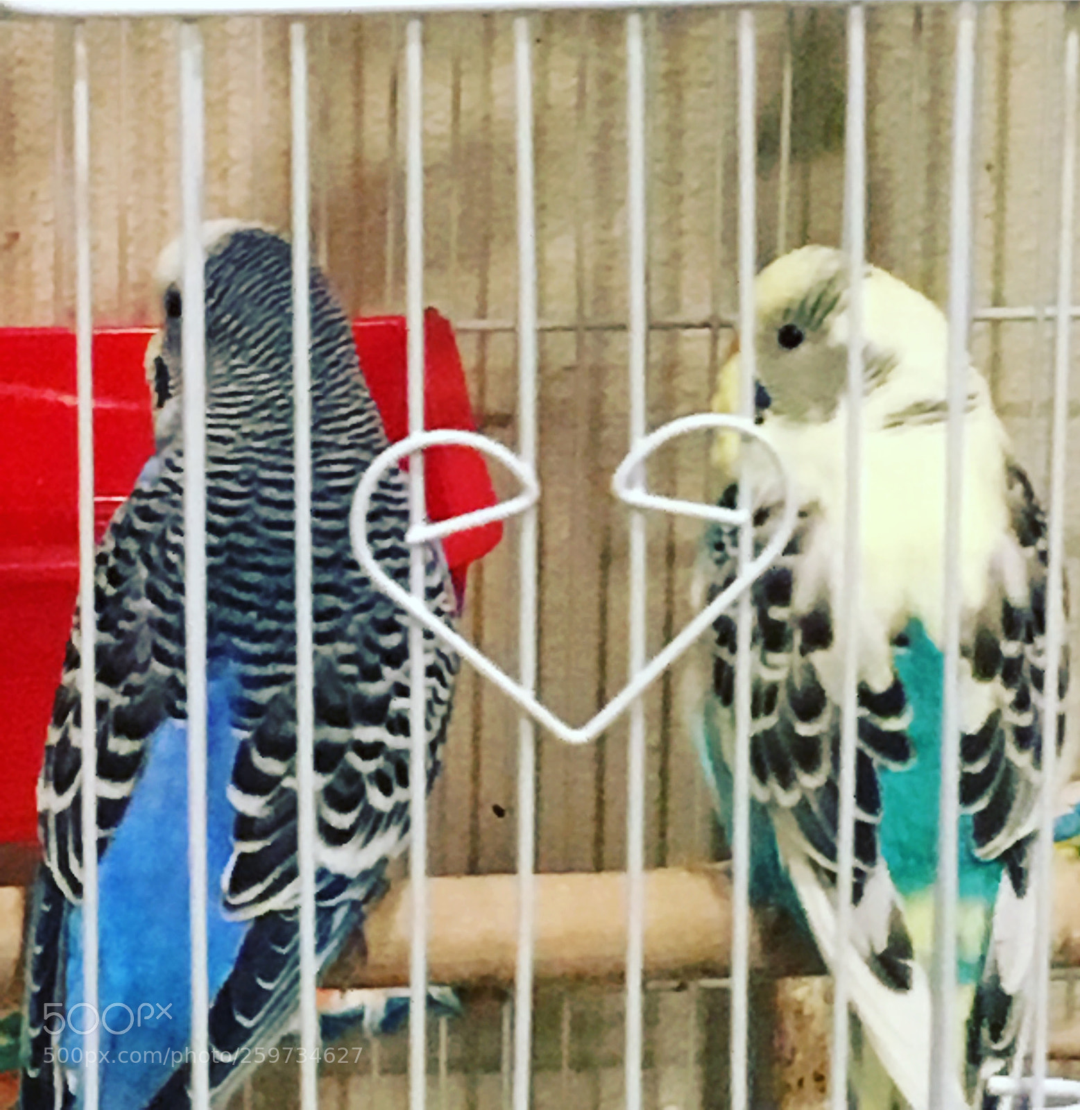 Apple iPhone SE sample photo. My budgies photography