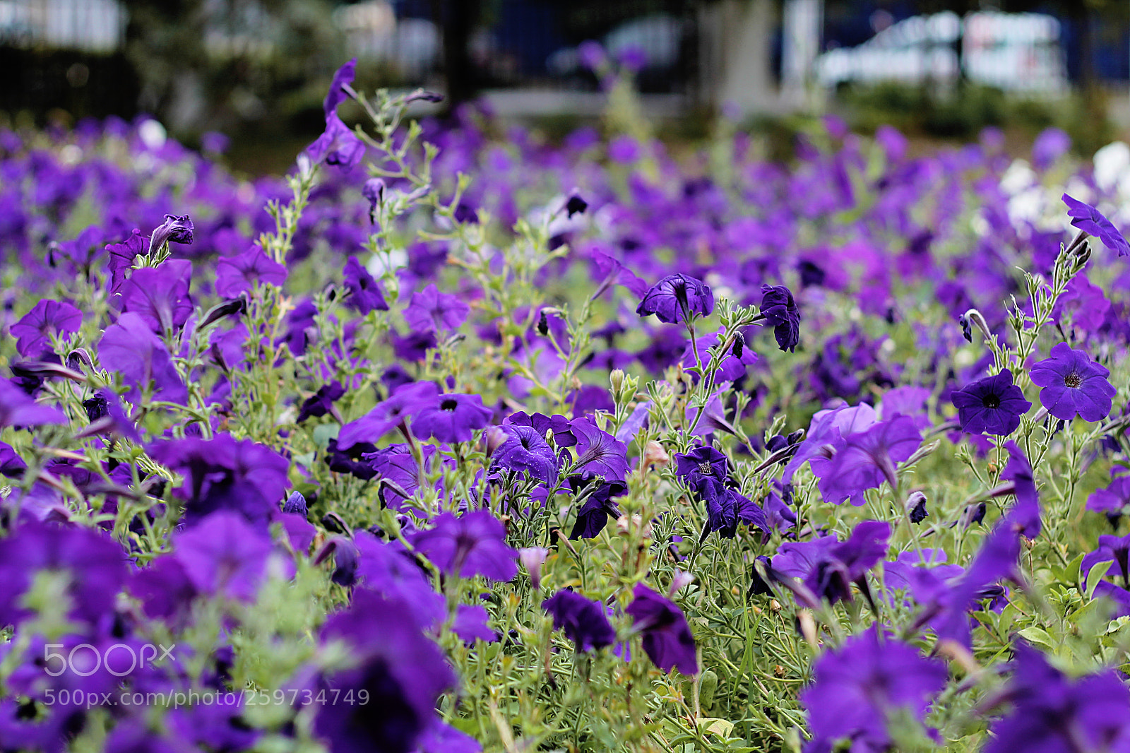 Canon EOS 1100D (EOS Rebel T3 / EOS Kiss X50) sample photo. Purple flowers photography