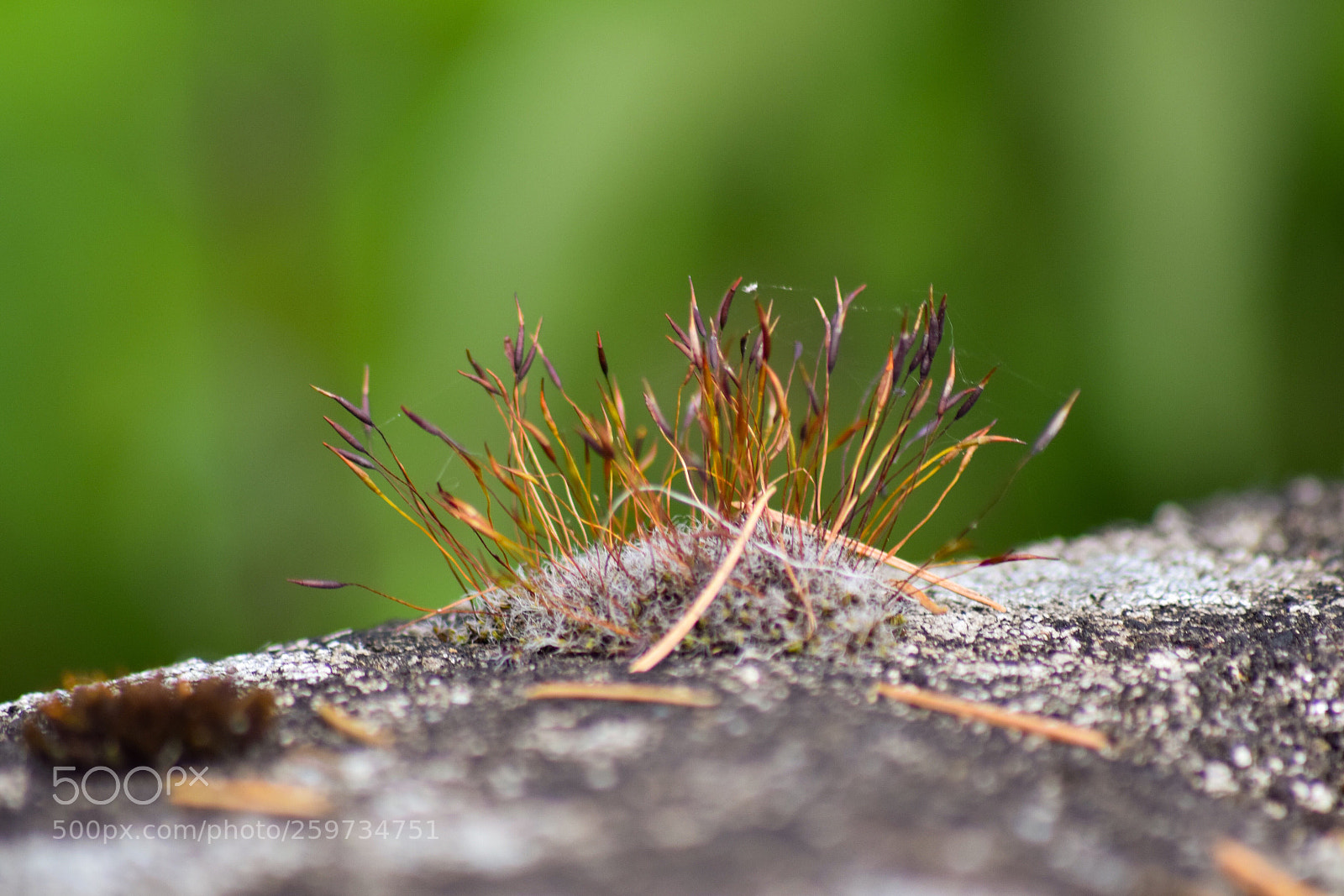 Nikon D5300 sample photo. Pousse mousse sur un photography